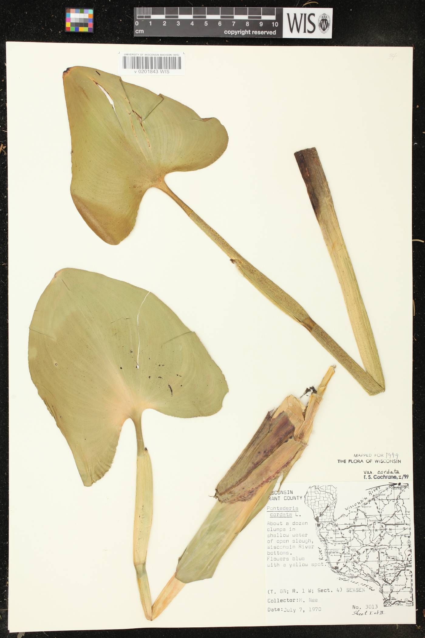 Pontederia cordata image