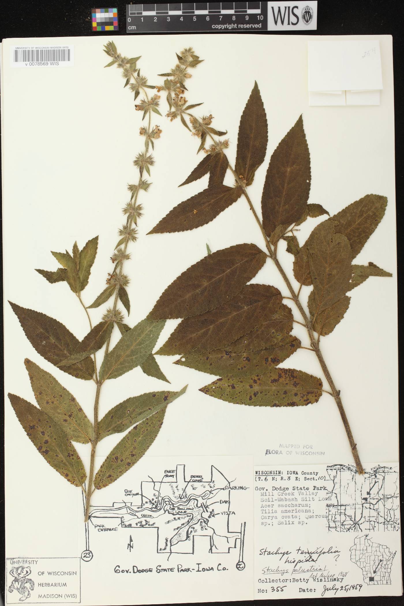 Stachys palustris image