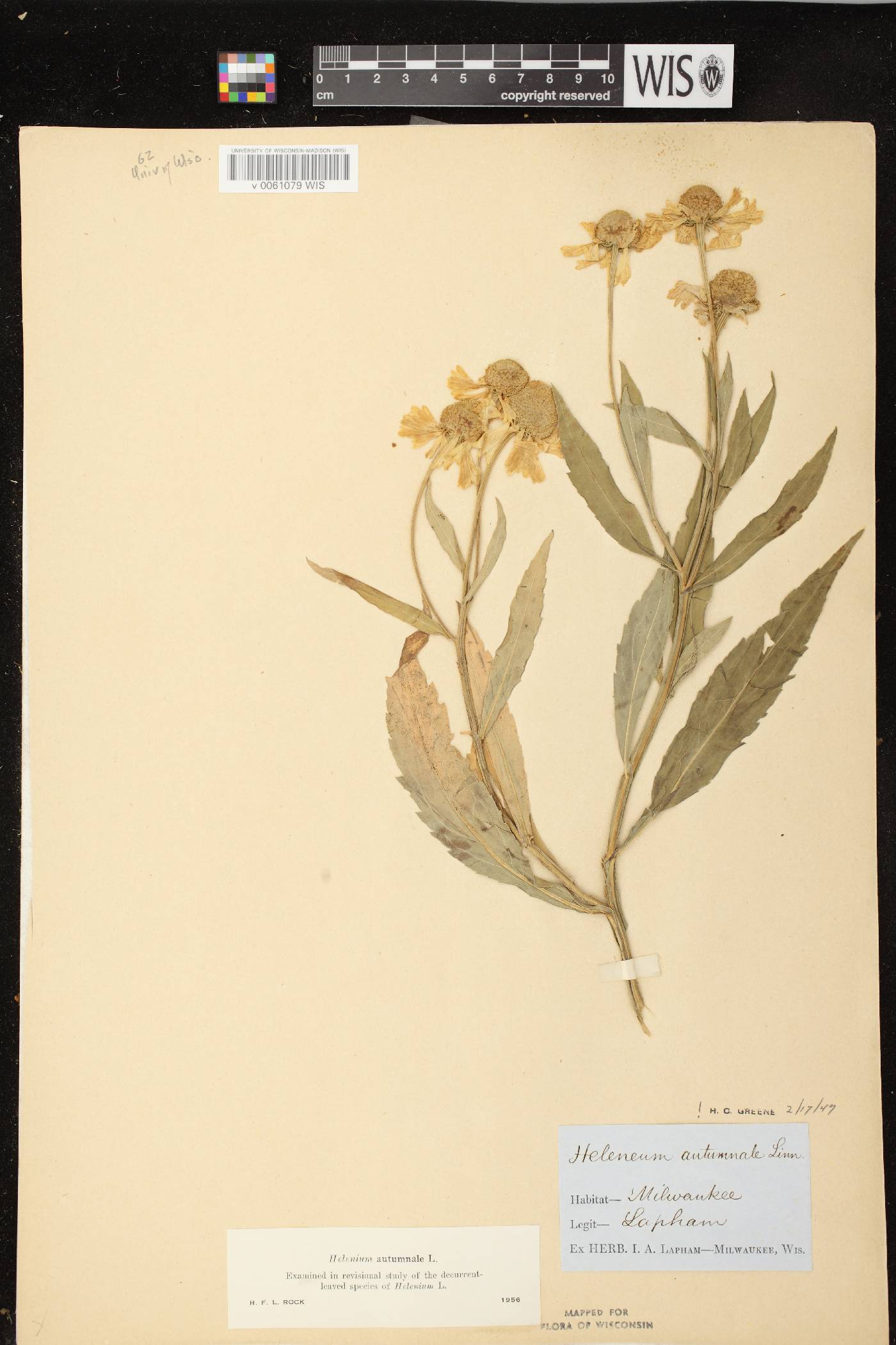 Helenium autumnale image