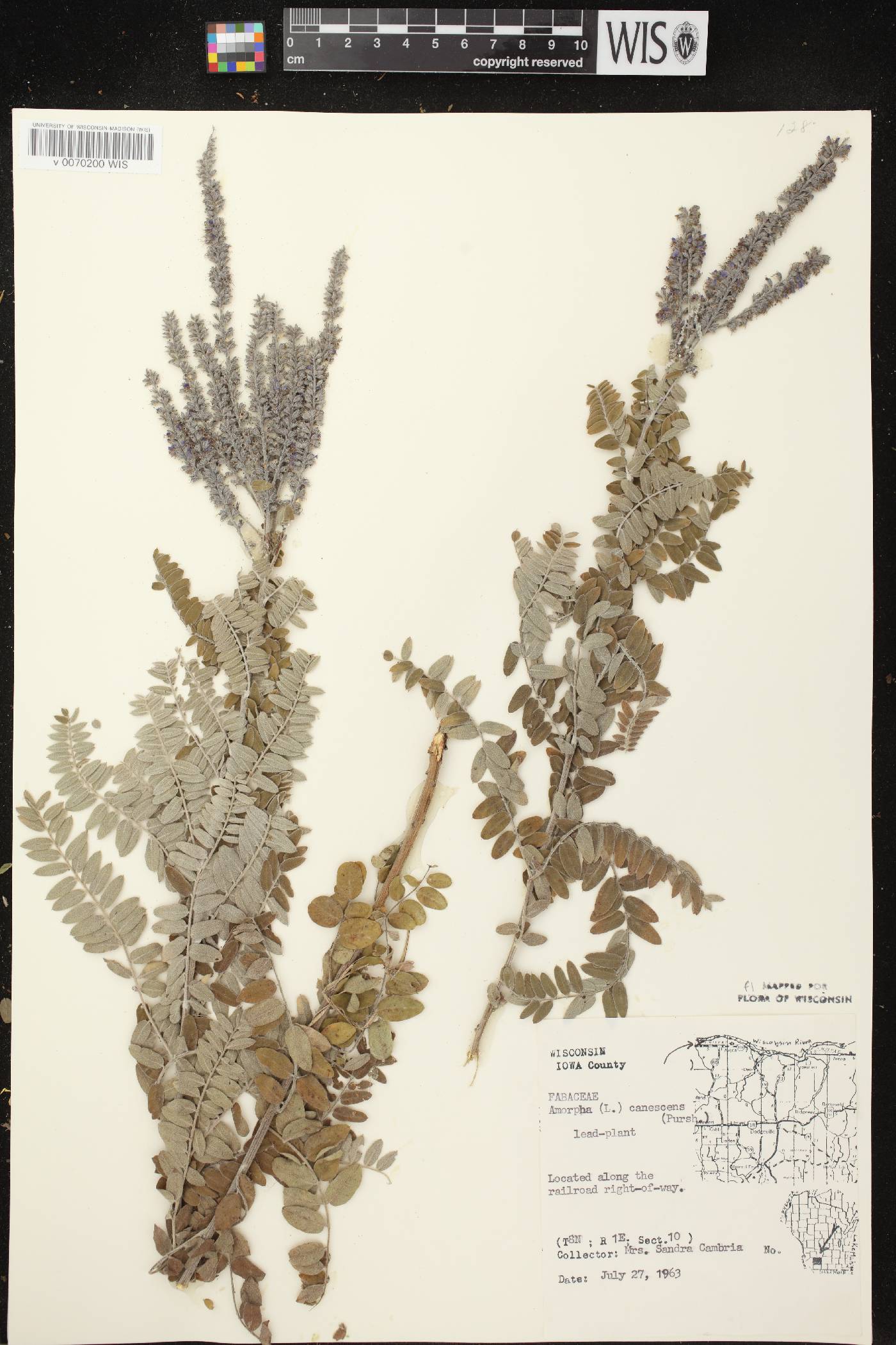 Amorpha canescens image