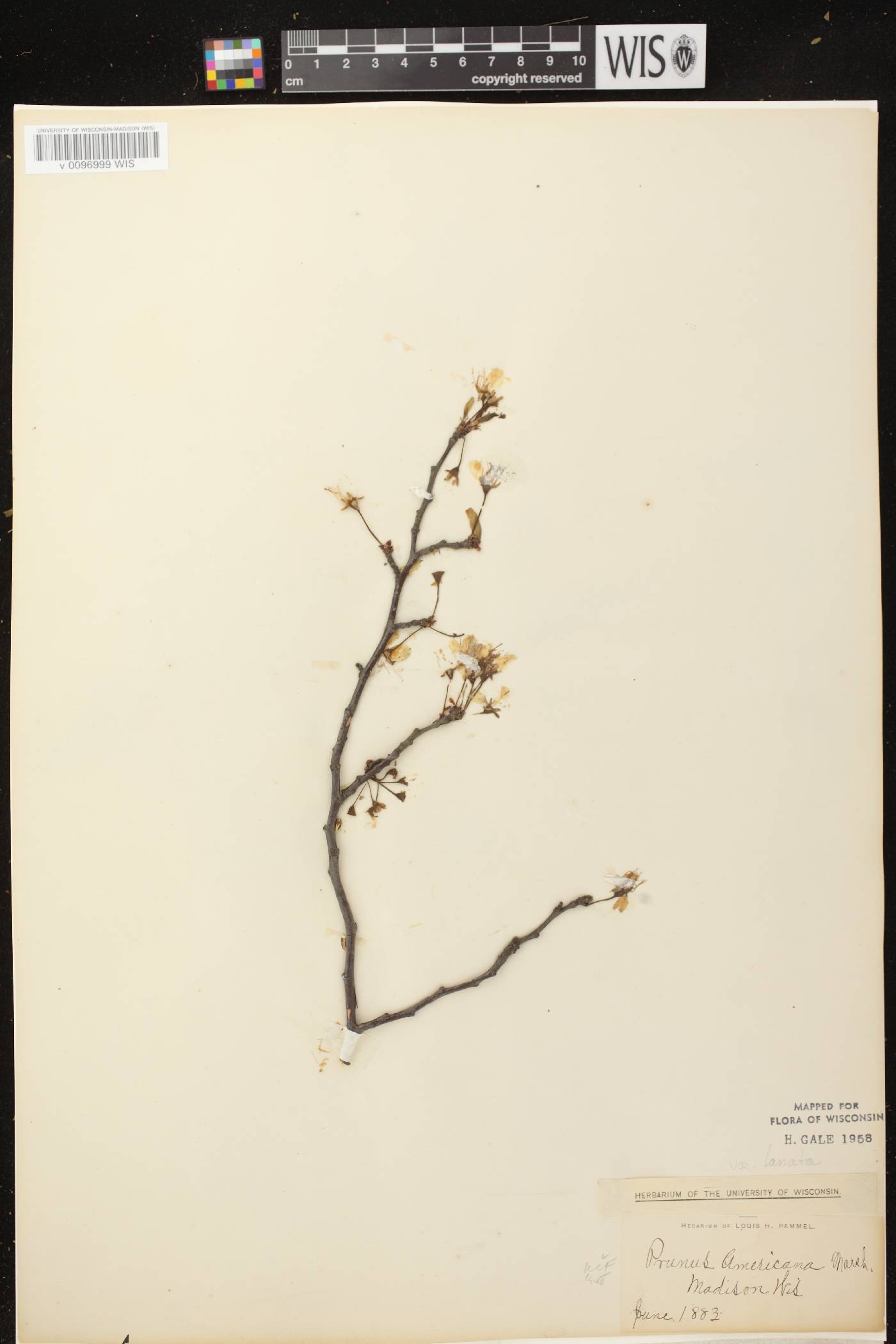 Prunus americana image