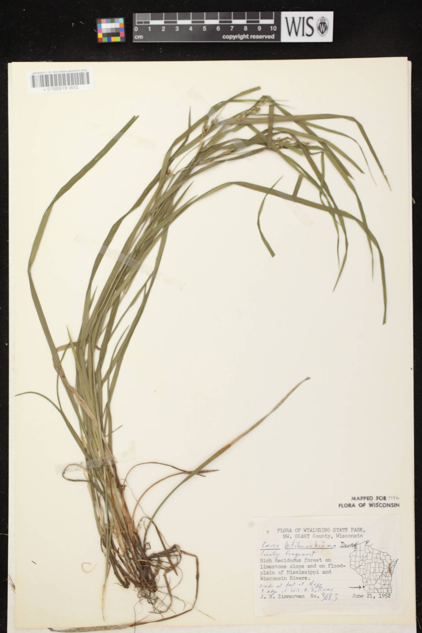 Carex hitchcockiana image