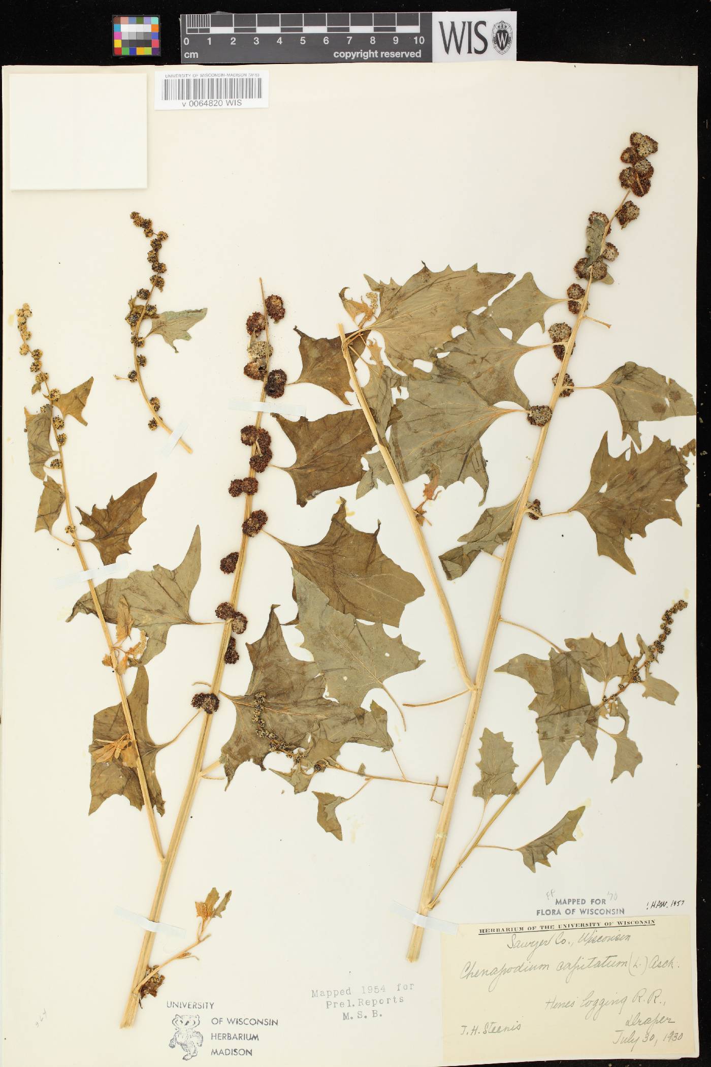 Chenopodium capitatum image