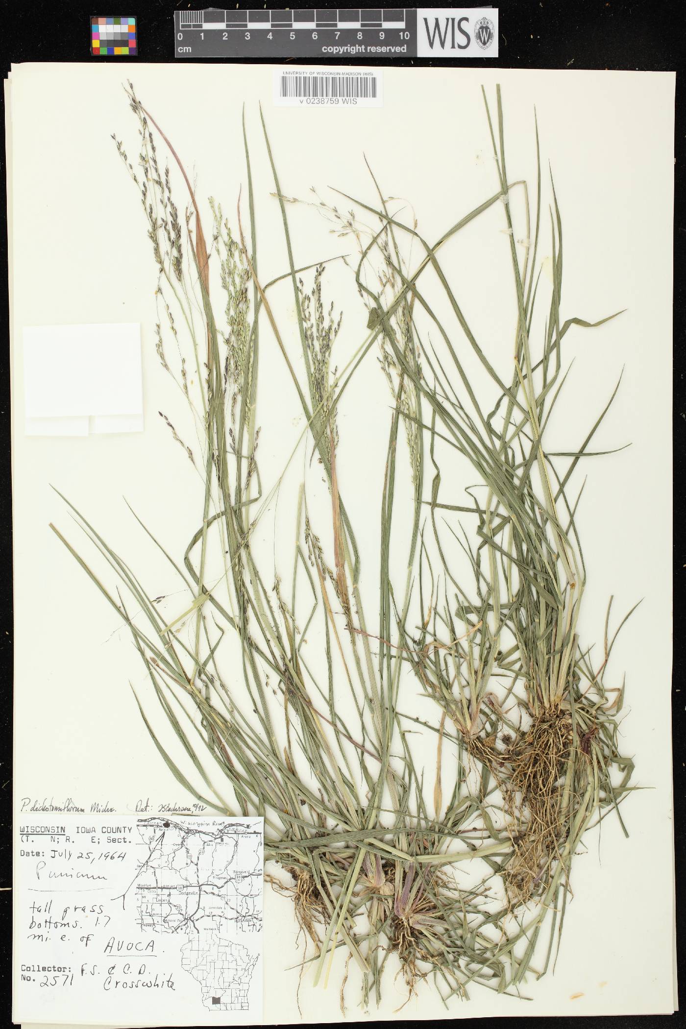 Panicum dichotomiflorum subsp. dichotomiflorum image