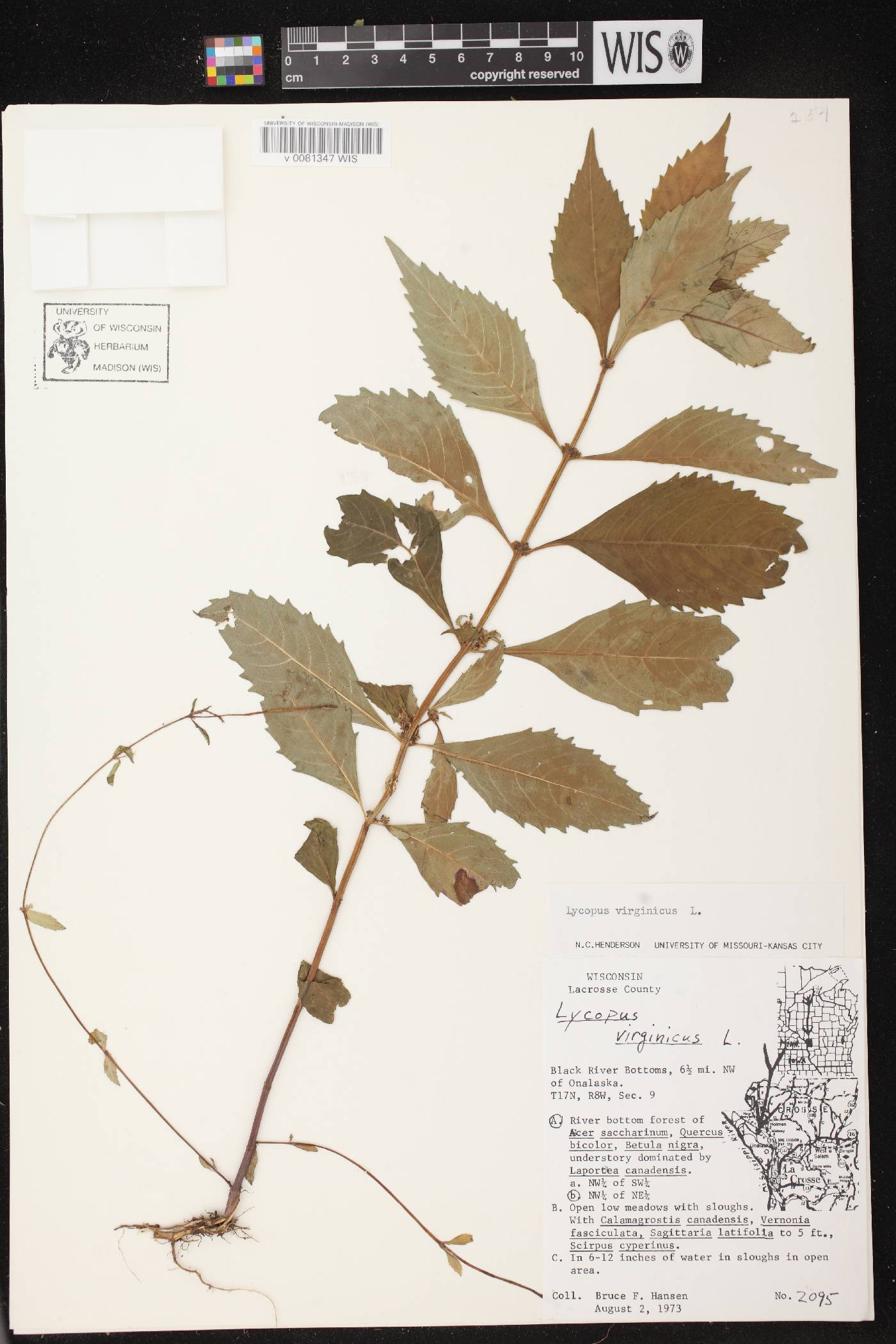 Lycopus virginicus image