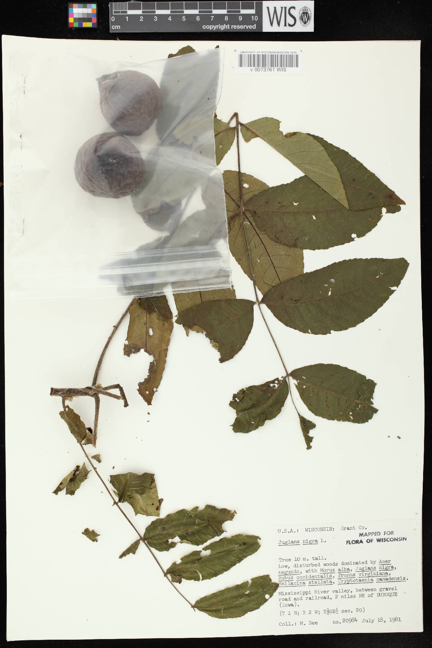 Juglans nigra image
