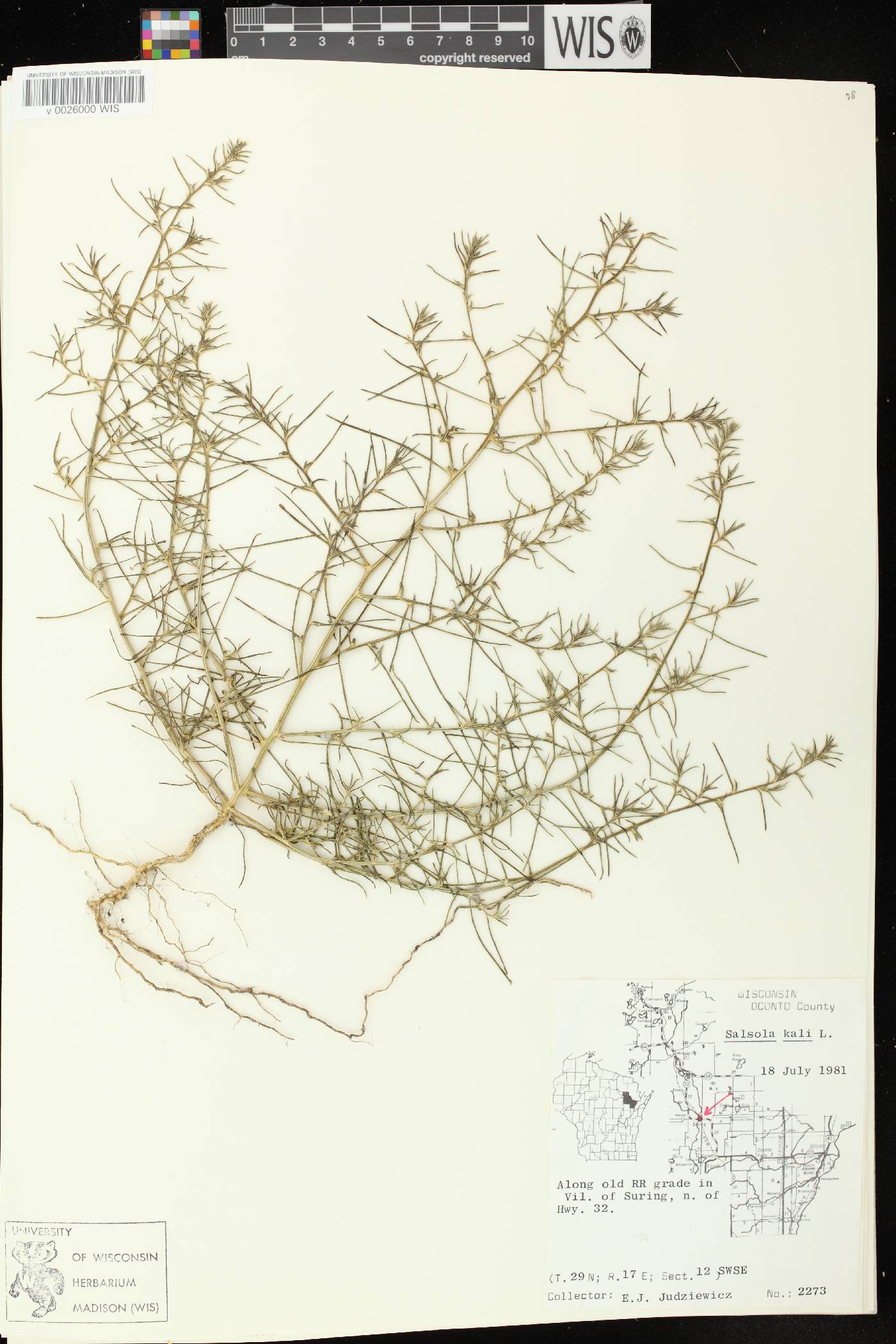 Salsola tragus image