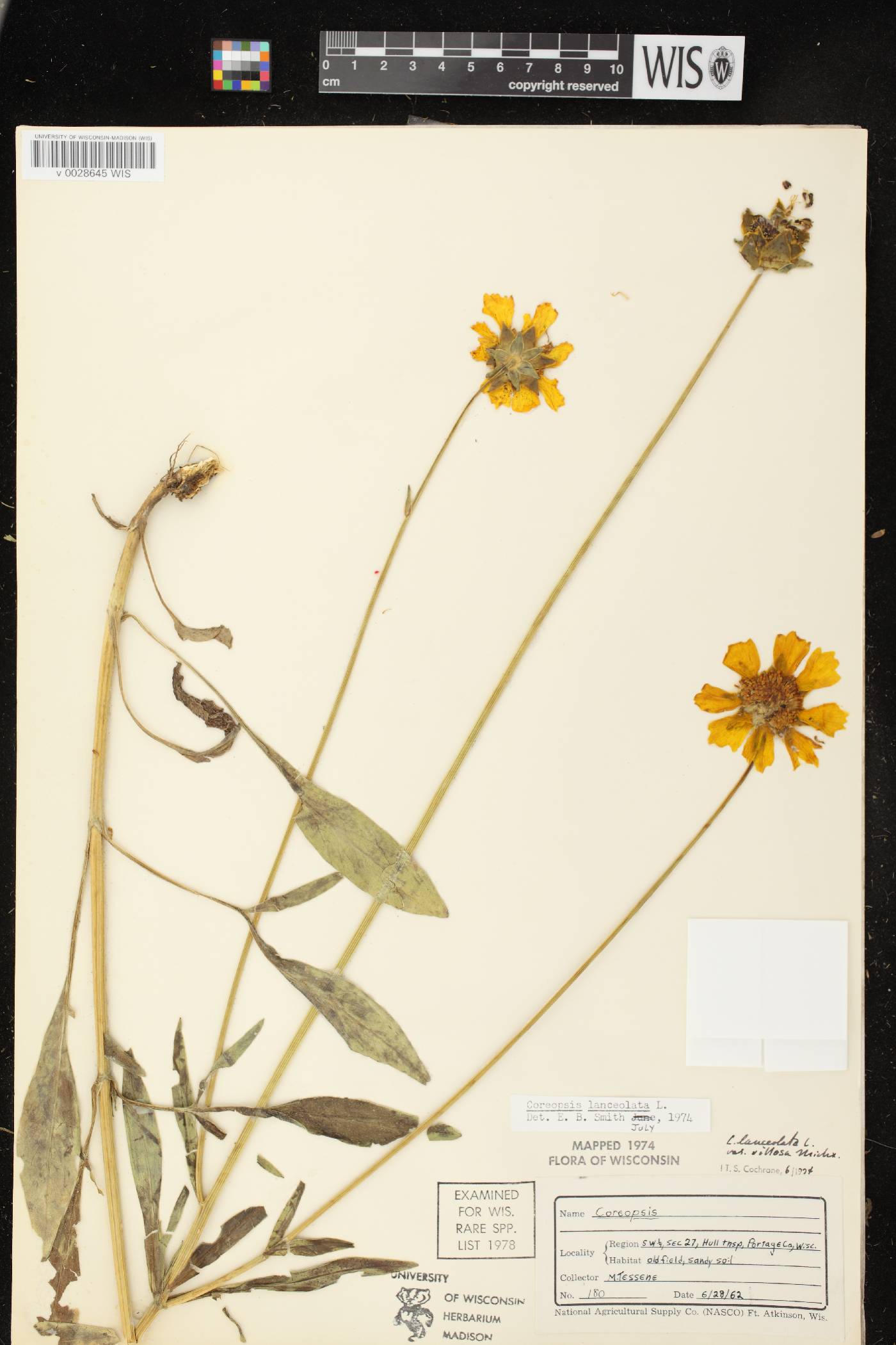 Coreopsis lanceolata image