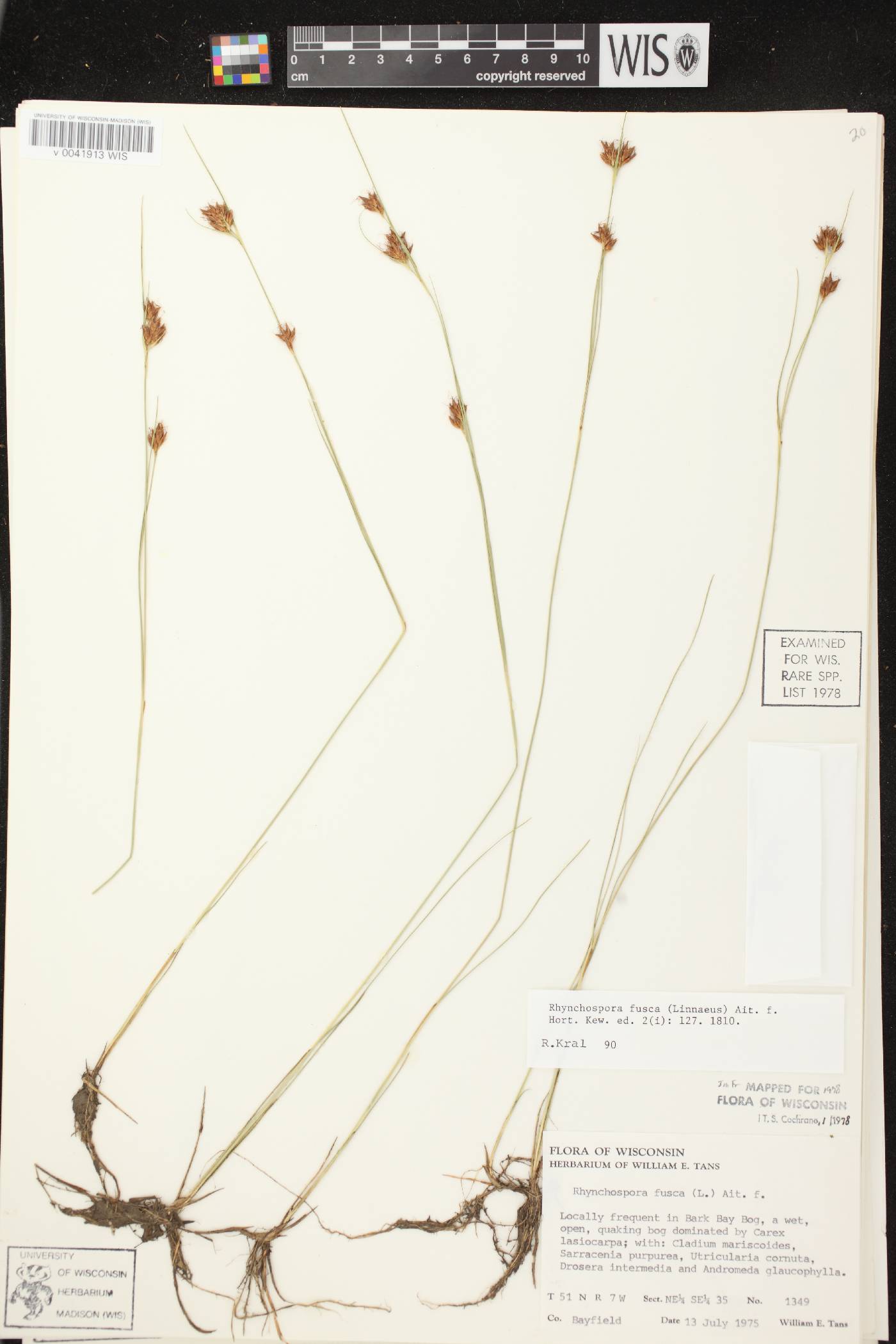 Rhynchospora fusca image