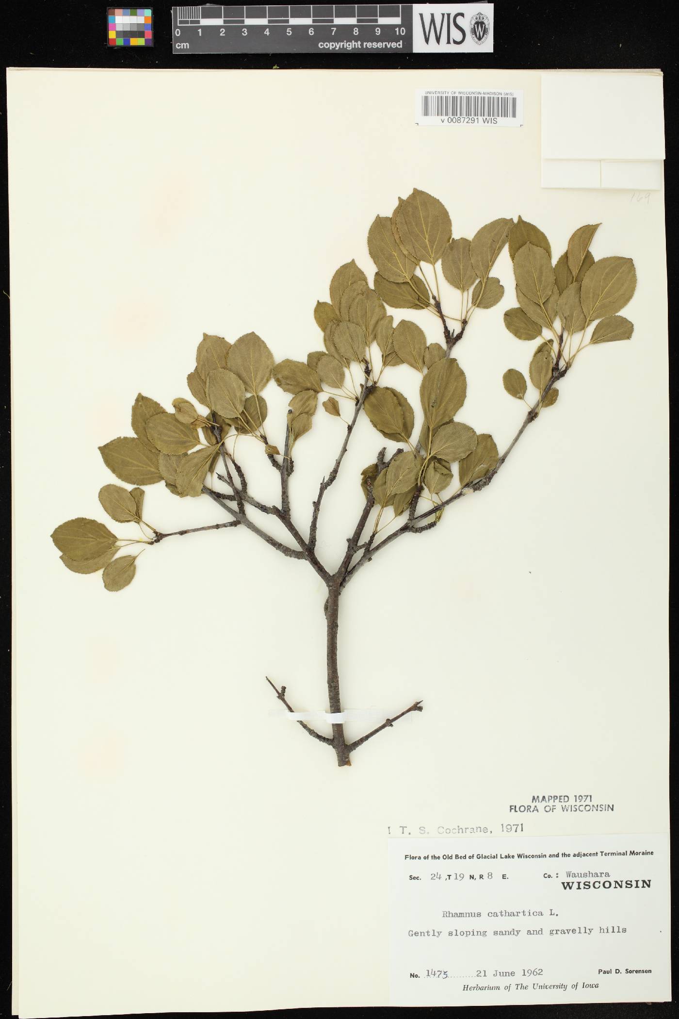 Rhamnus cathartica image