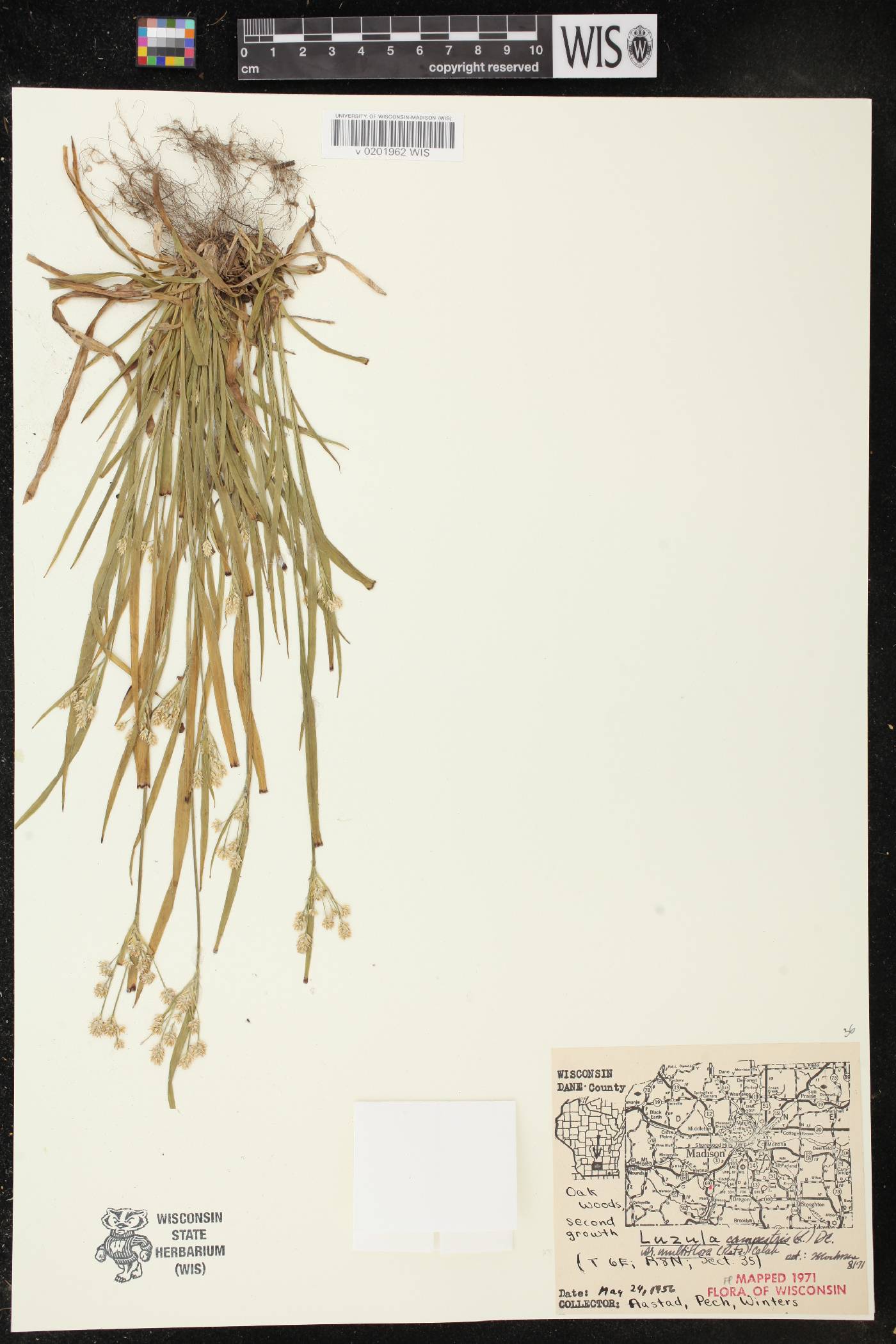 Luzula multiflora image