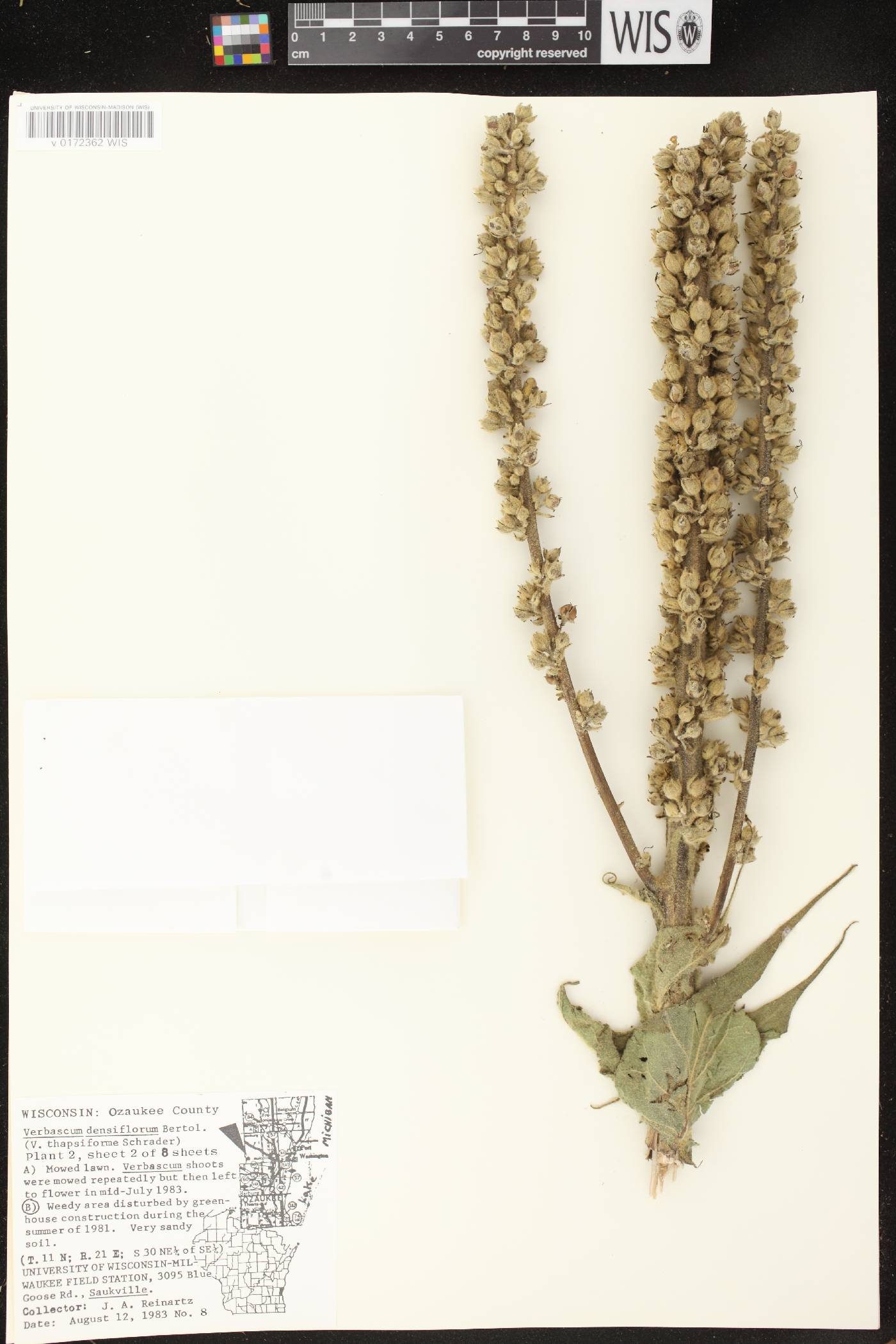 Verbascum densiflorum image