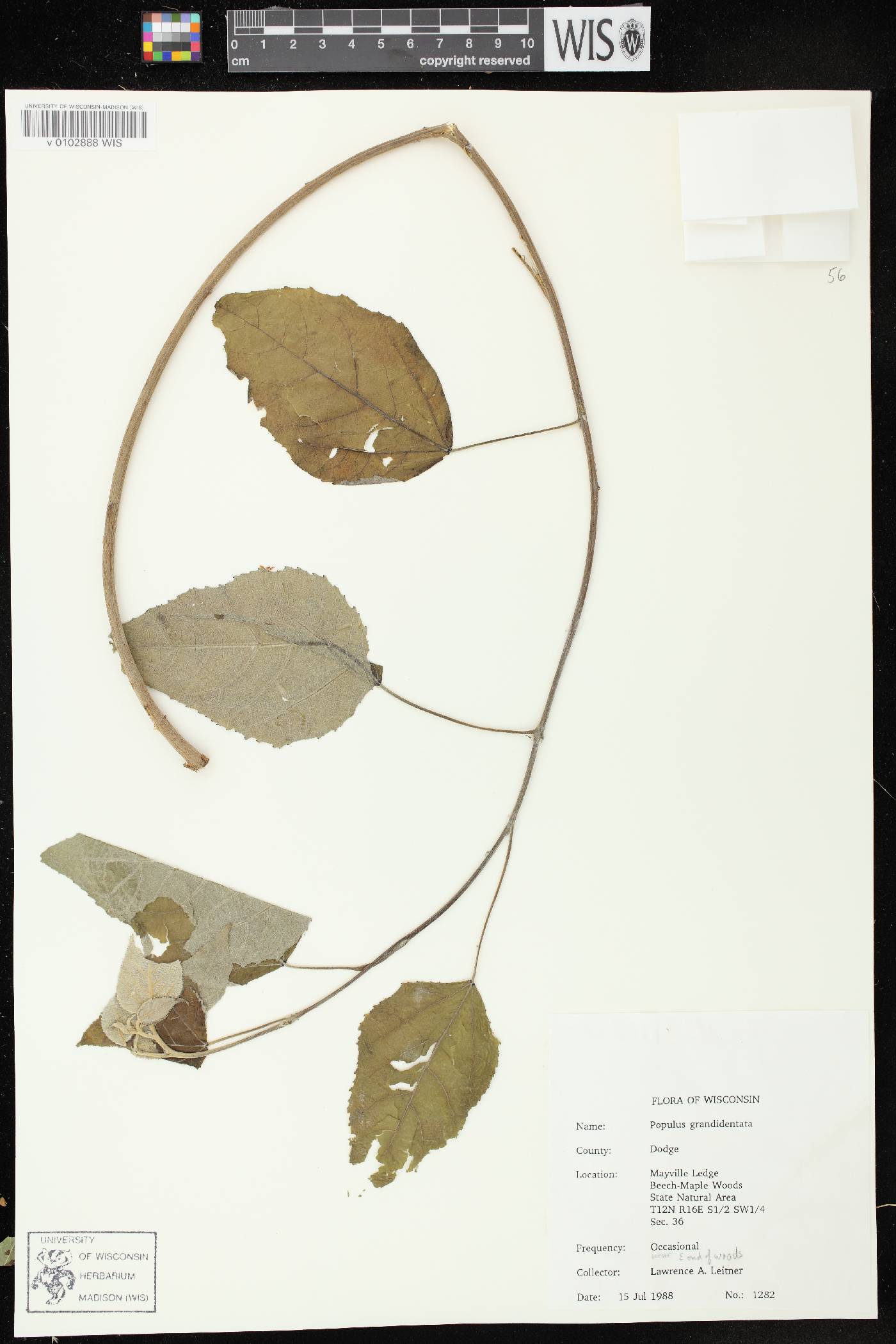 Populus grandidentata image