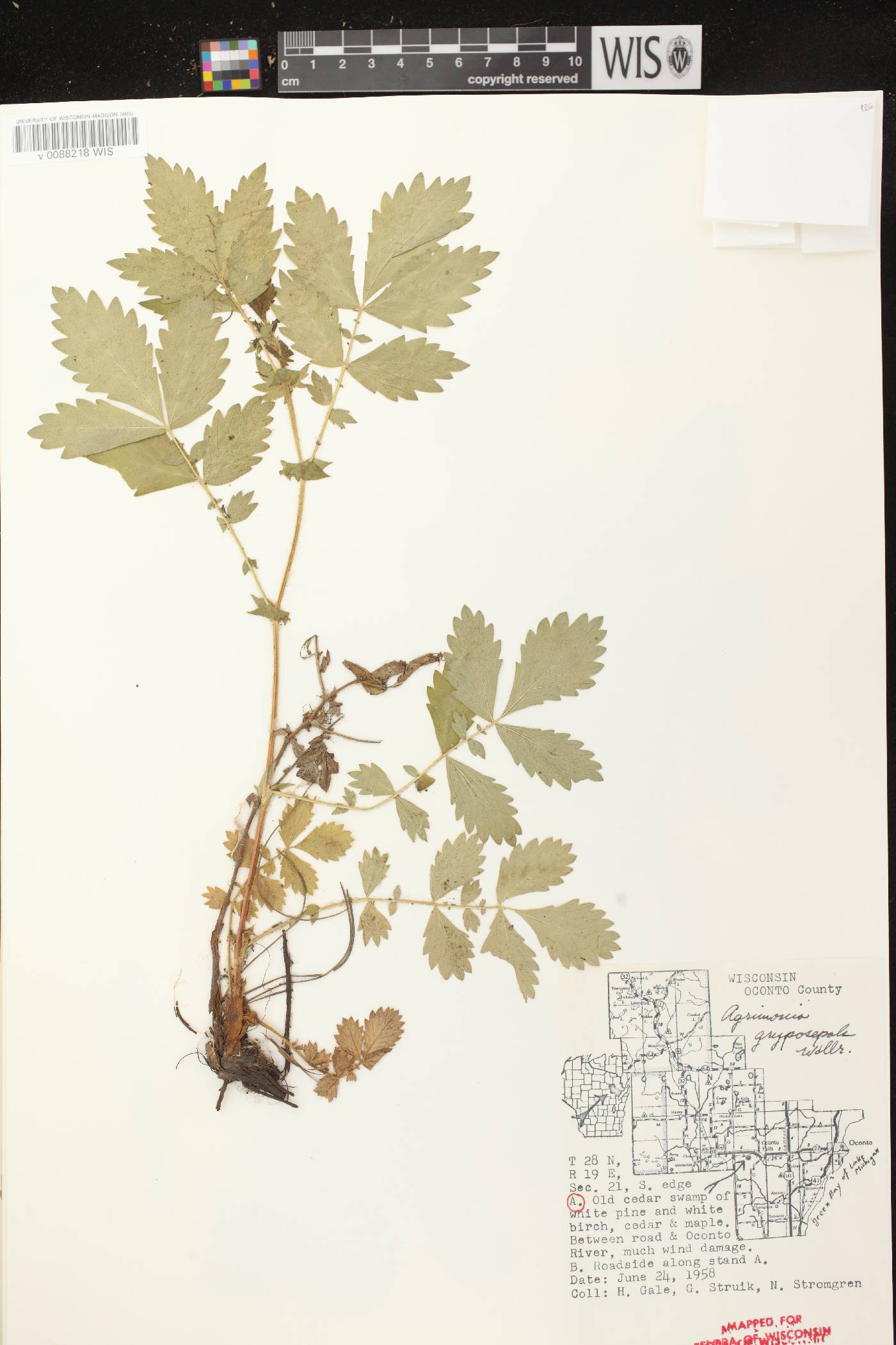 Agrimonia gryposepala image