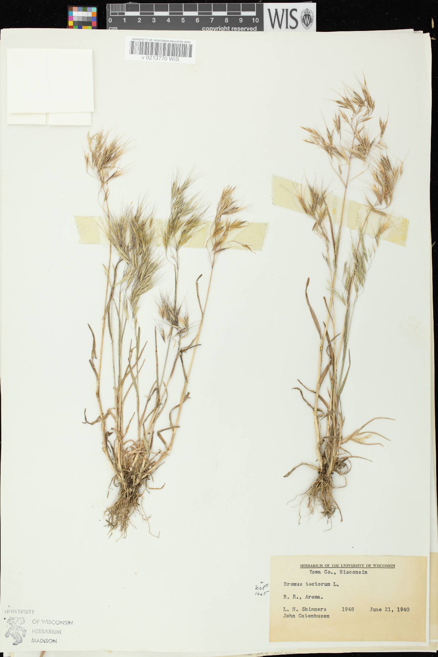 Bromus tectorum image