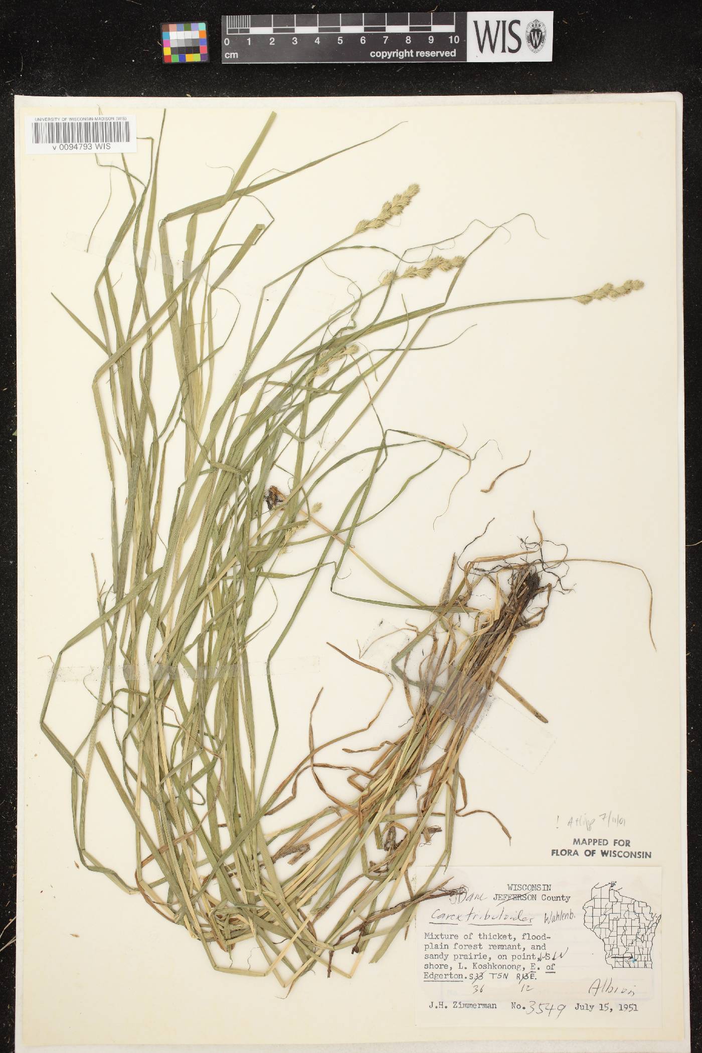 Carex tribuloides var. tribuloides image