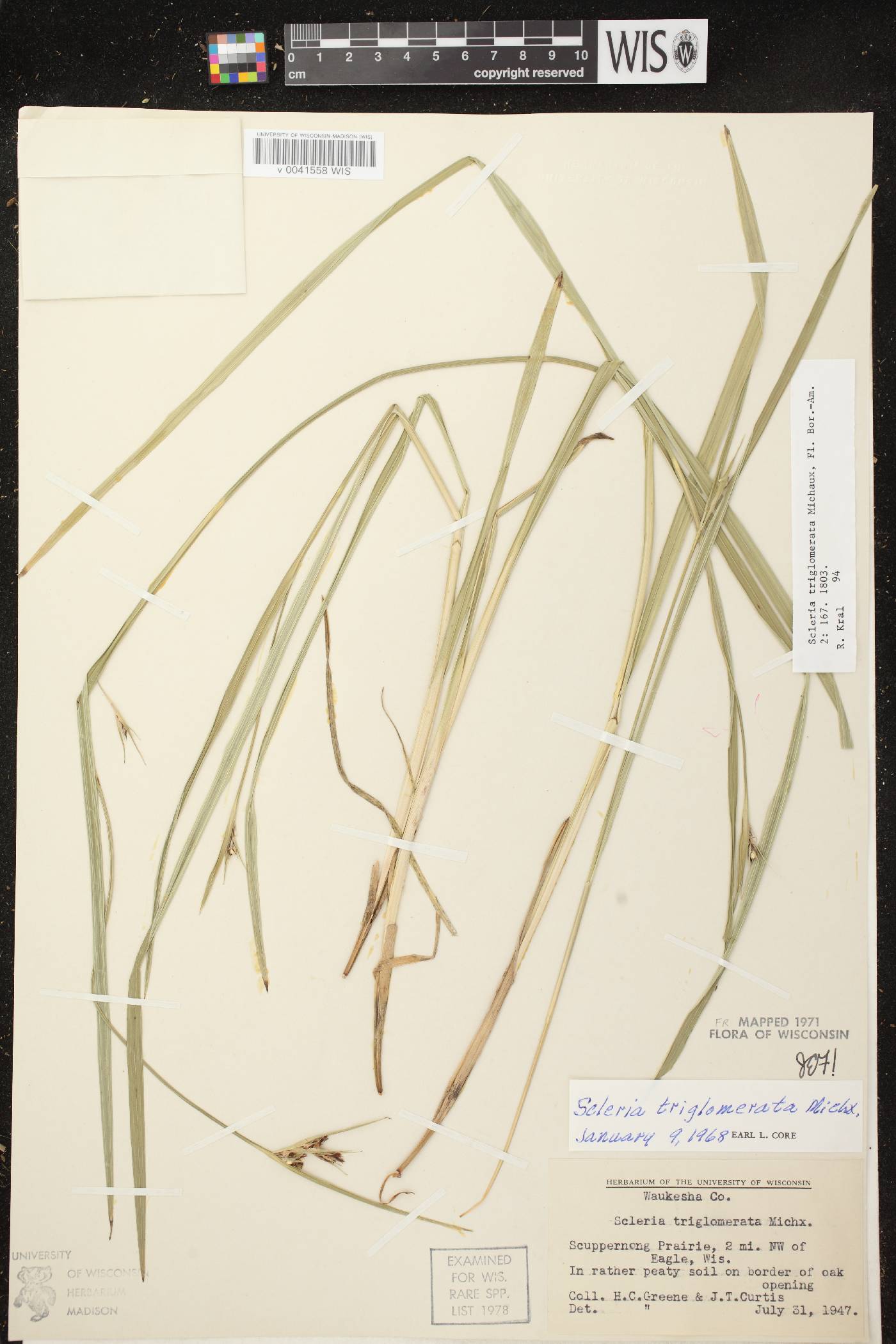 Scleria triglomerata image