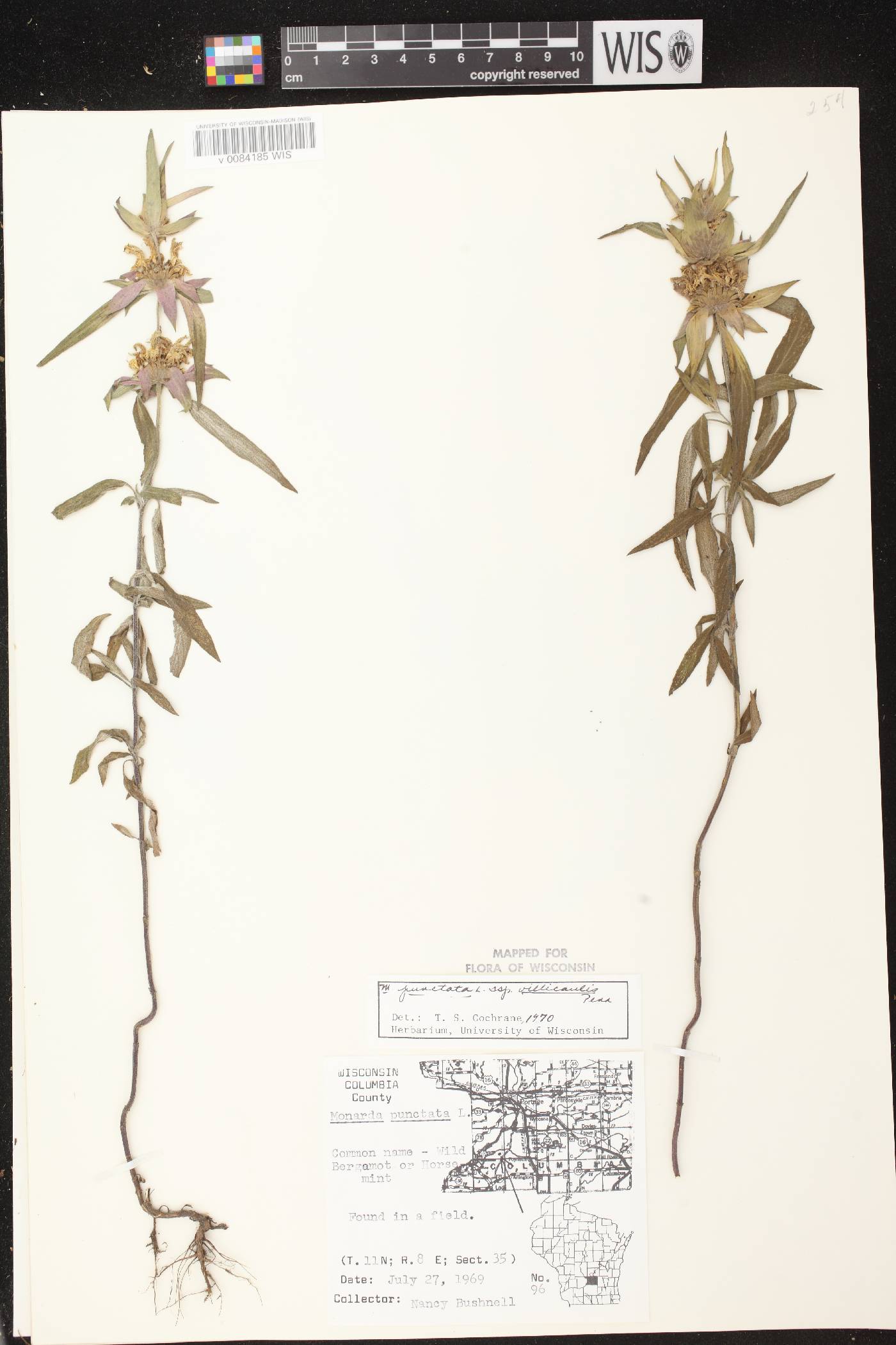 Monarda punctata var. villicaulis image