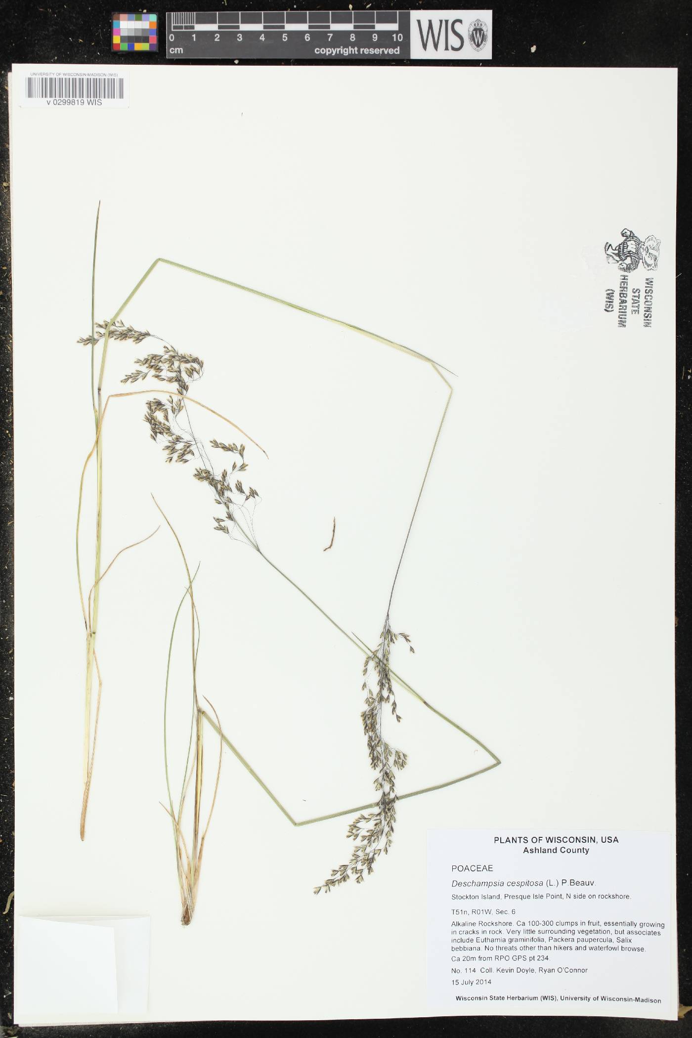 Deschampsia cespitosa image