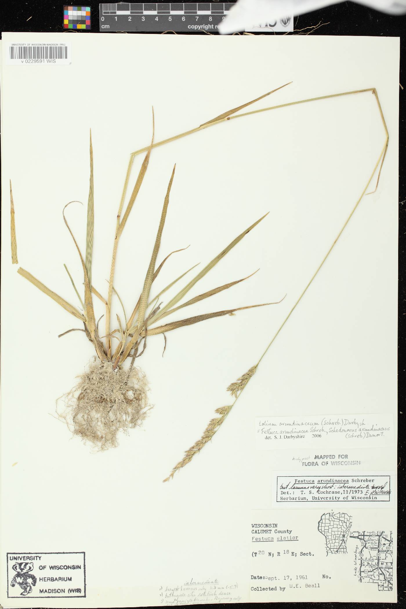 Lolium arundinaceum image