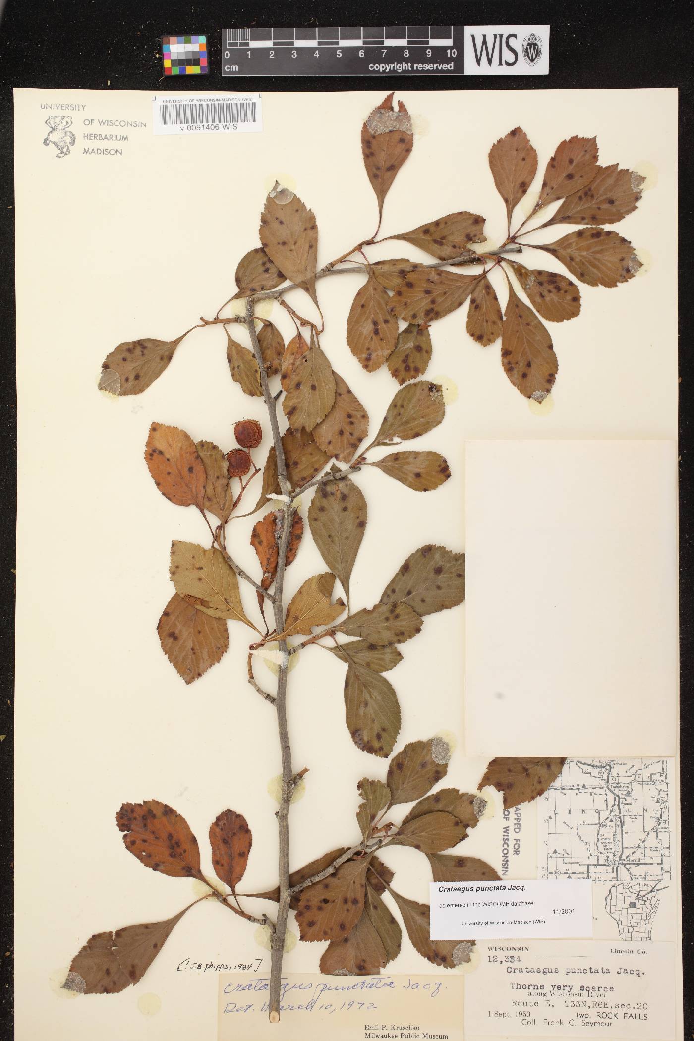 Crataegus punctata image