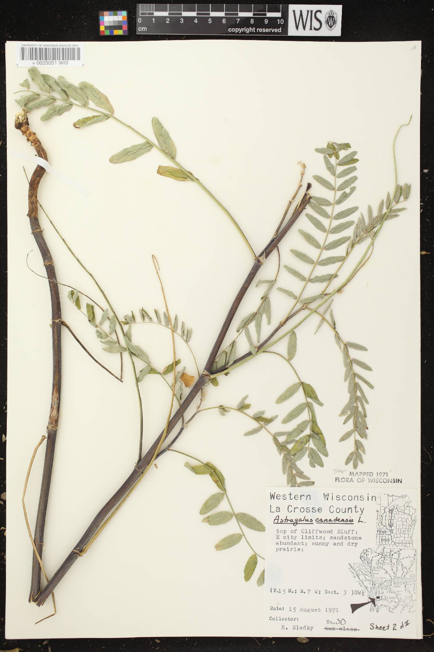 Astragalus canadensis var. canadensis image