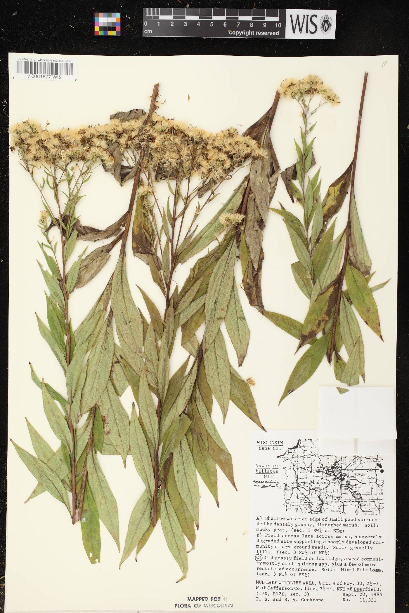Doellingeria umbellata var. pubens image