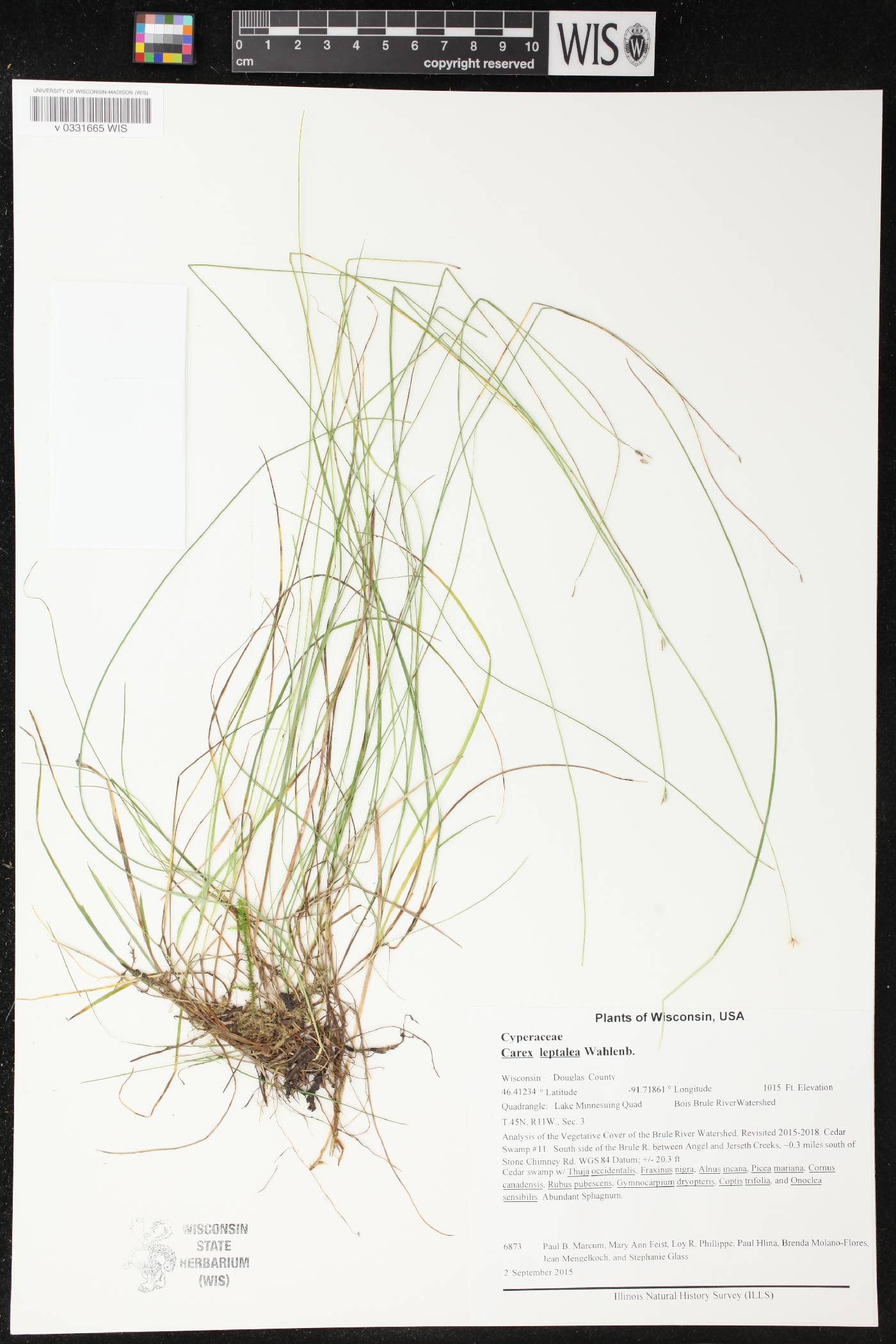 Carex leptalea image