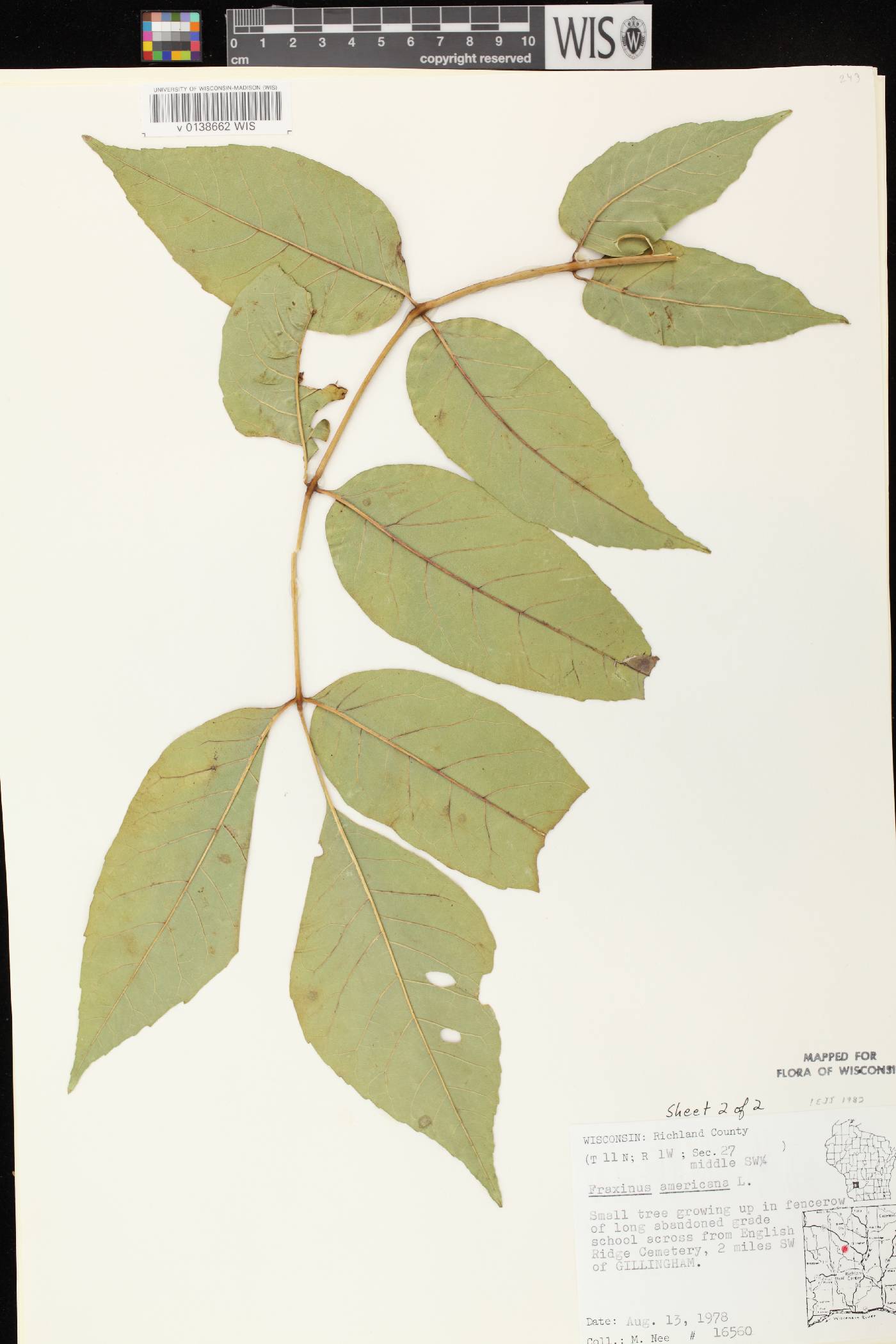 Fraxinus americana image