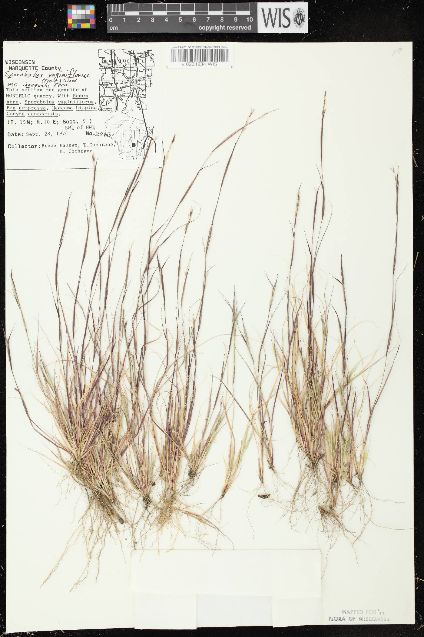 Sporobolus vaginiflorus var. vaginiflorus image