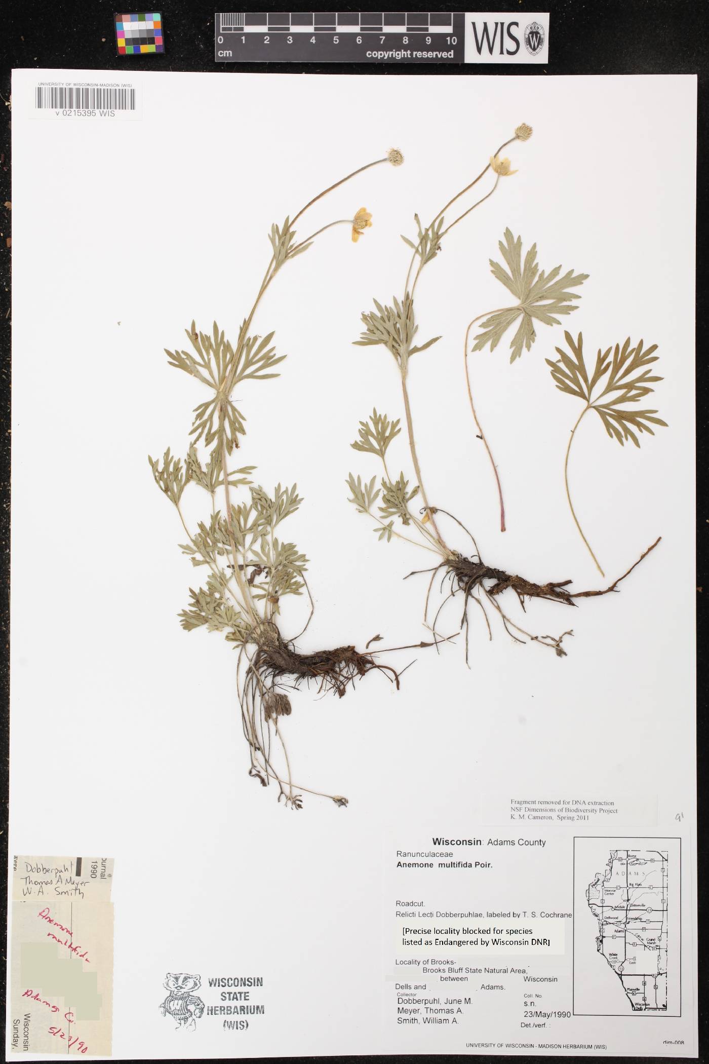 Anemone multifida image