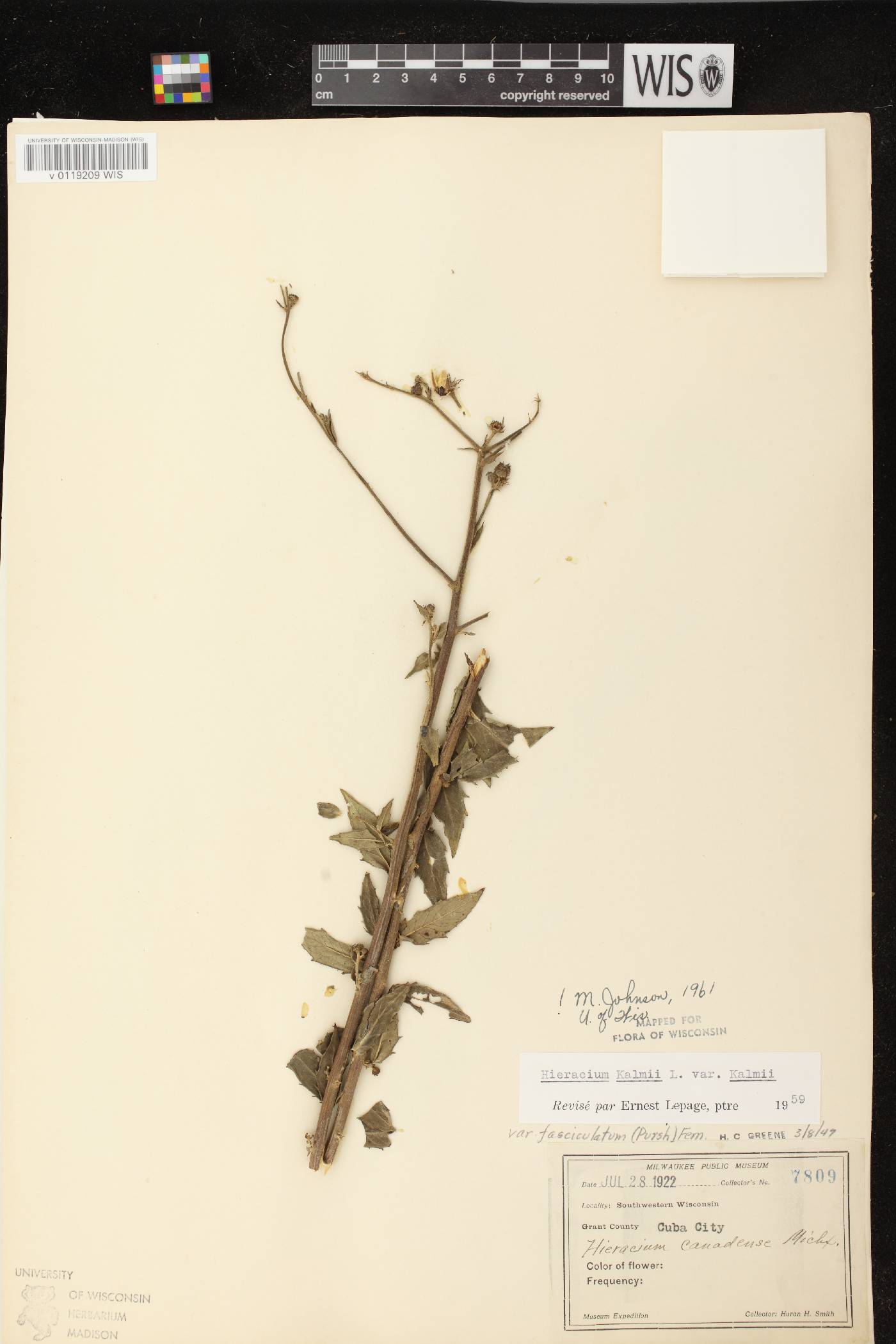 Hieracium umbellatum image