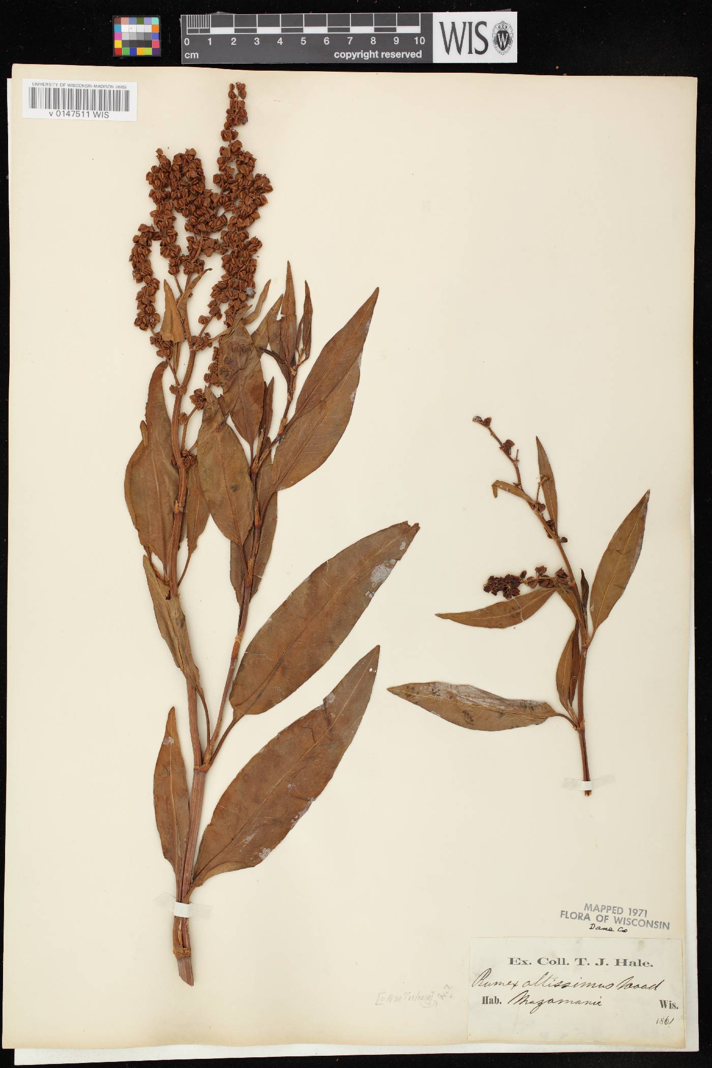 Rumex altissimus image