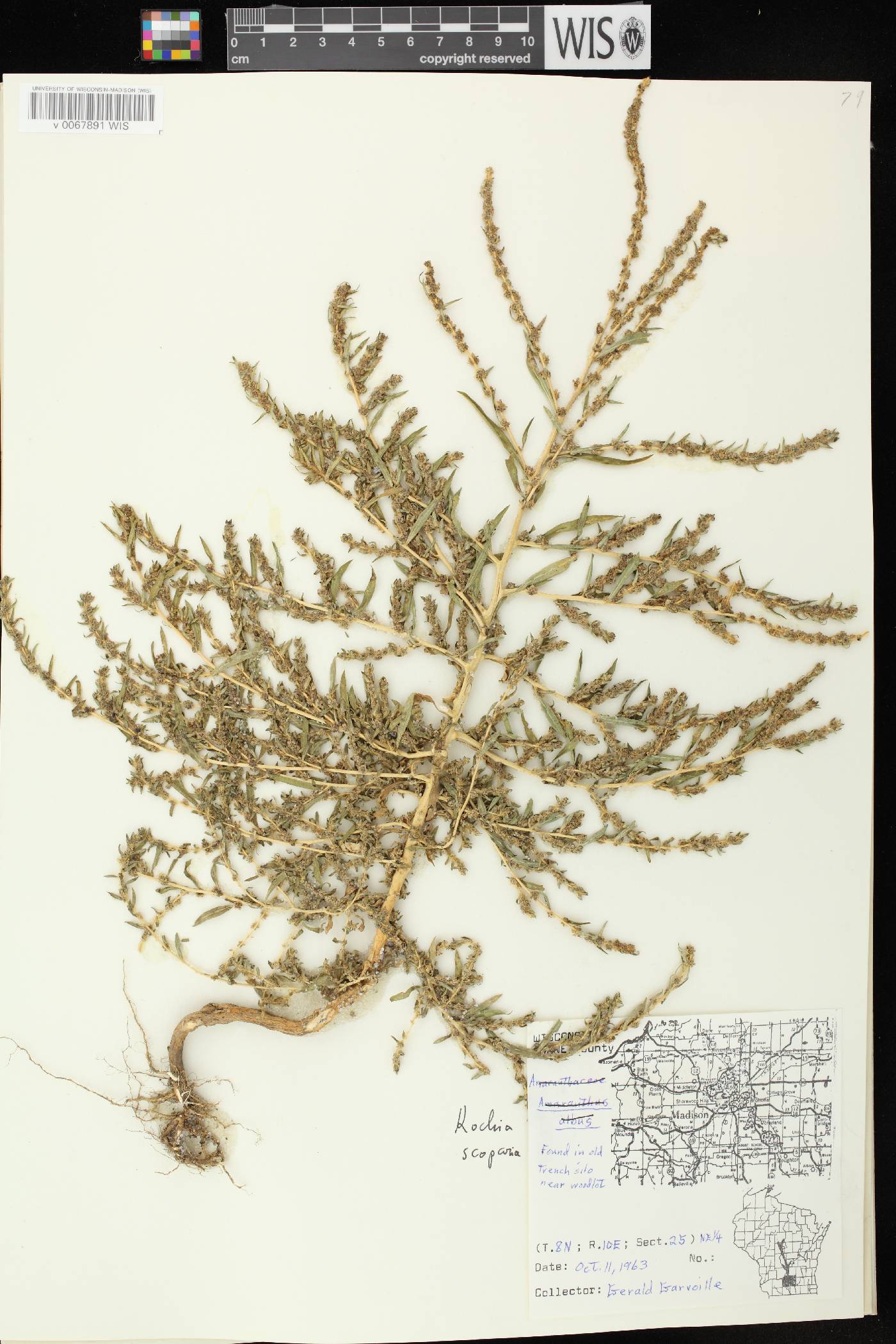 Bassia scoparia image