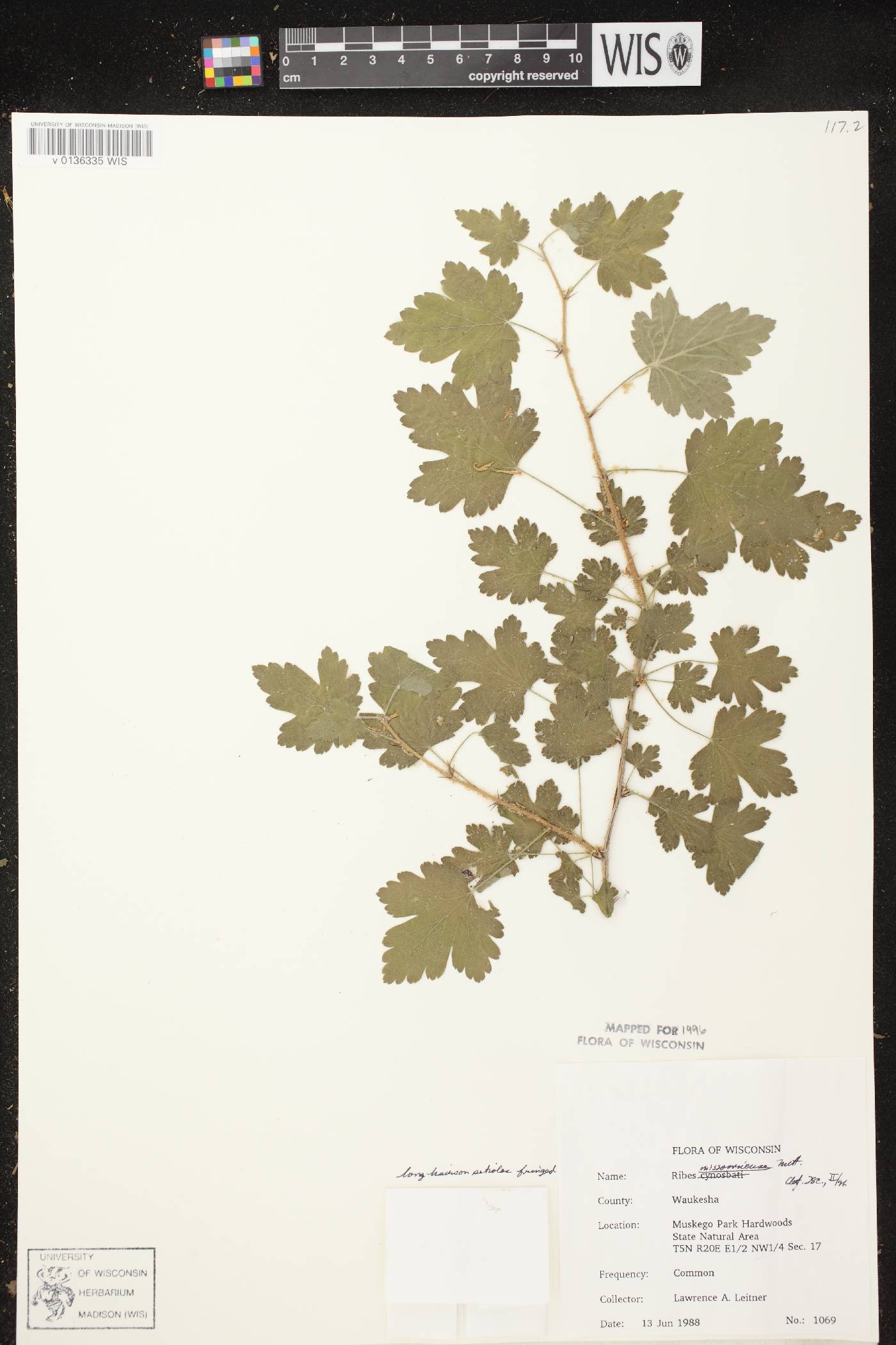 Ribes missouriense image