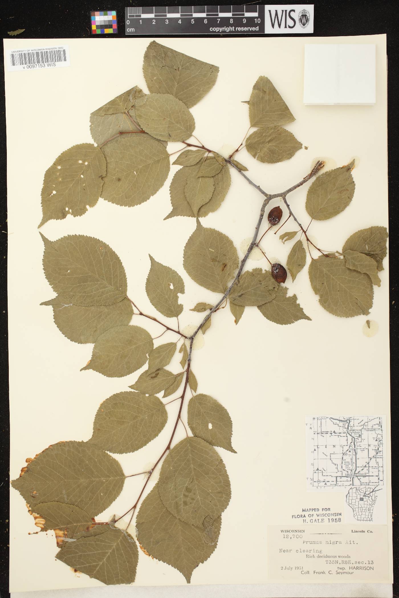 Prunus nigra image