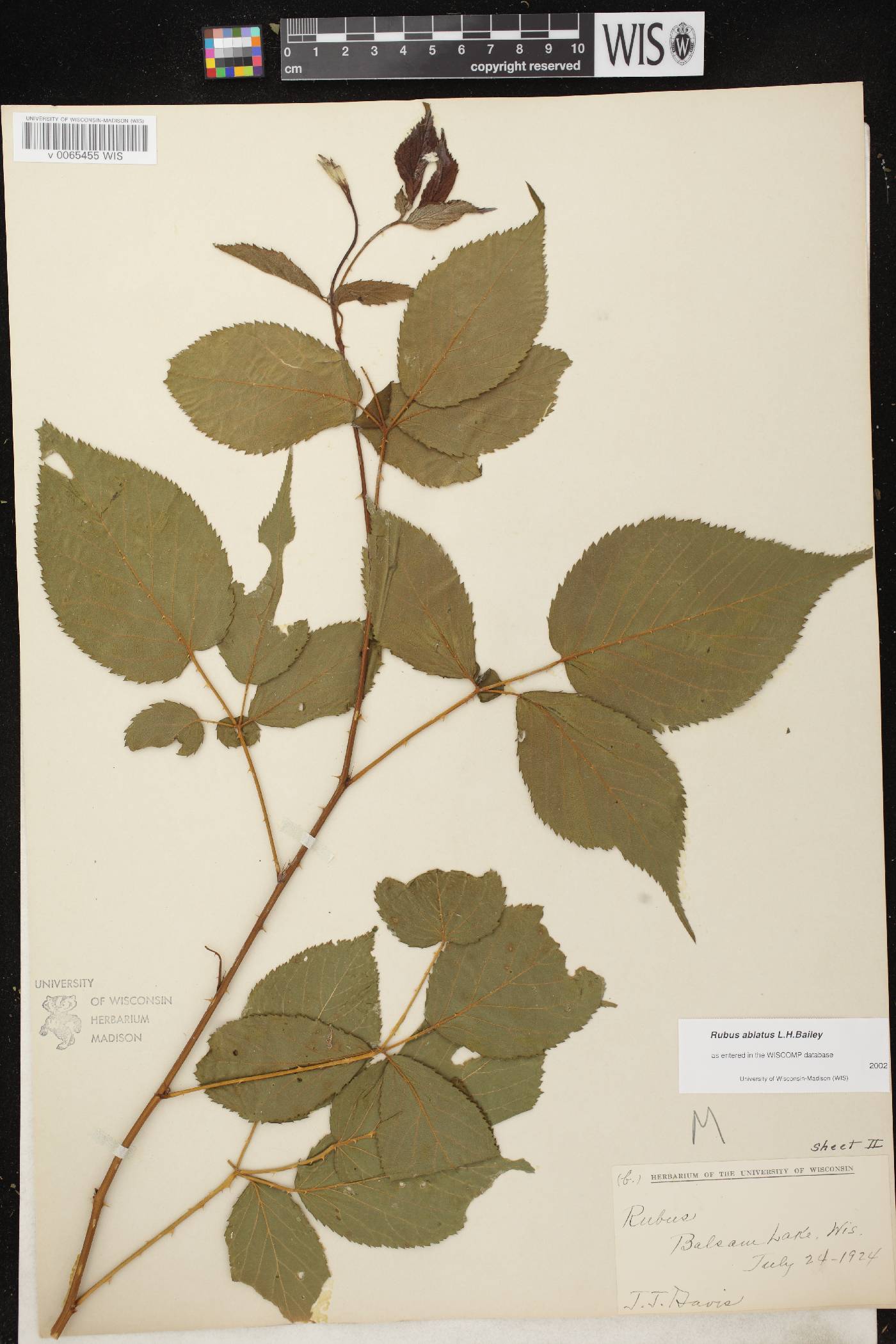 Rubus pensilvanicus image