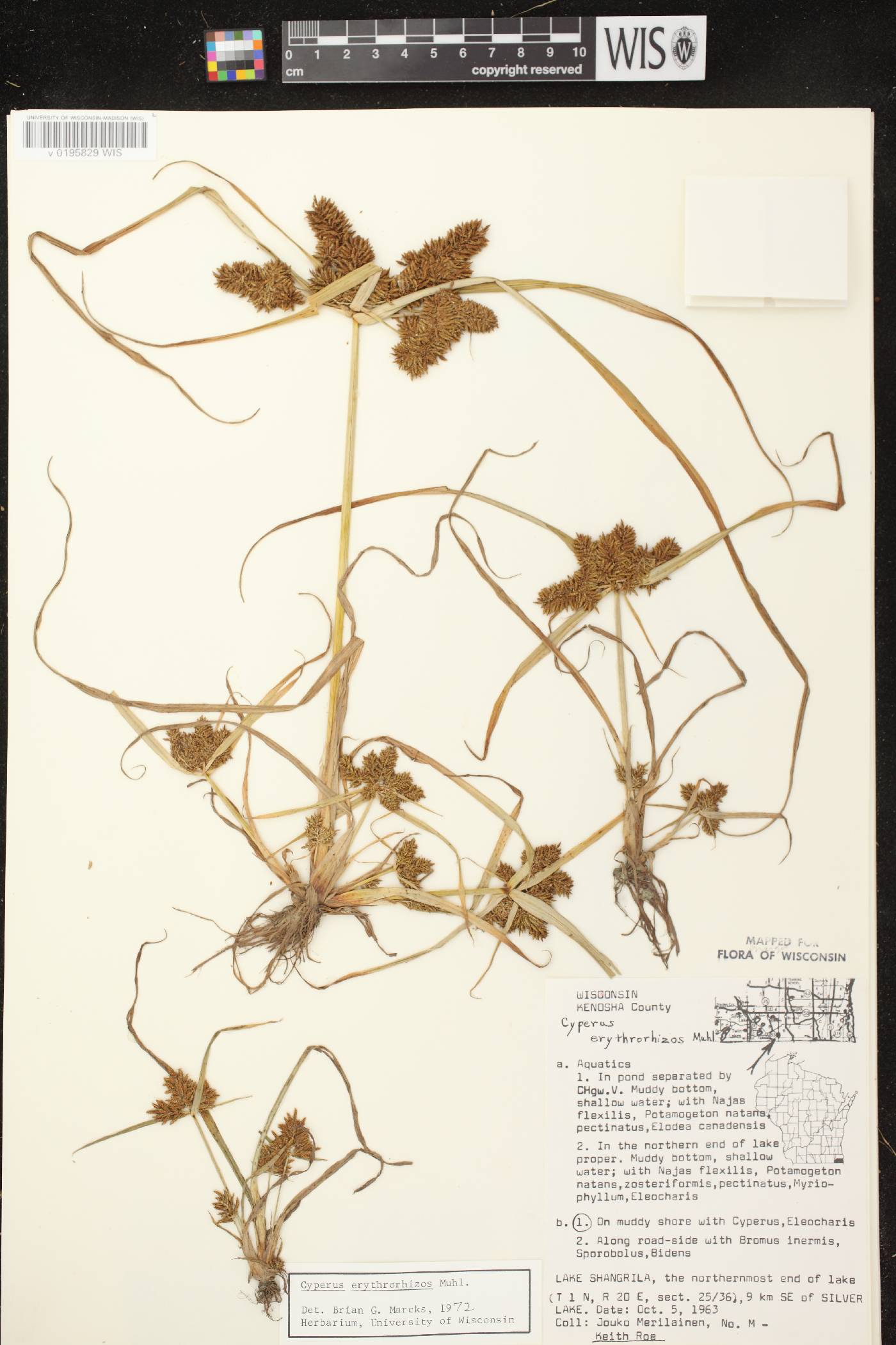 Cyperus erythrorhizos image