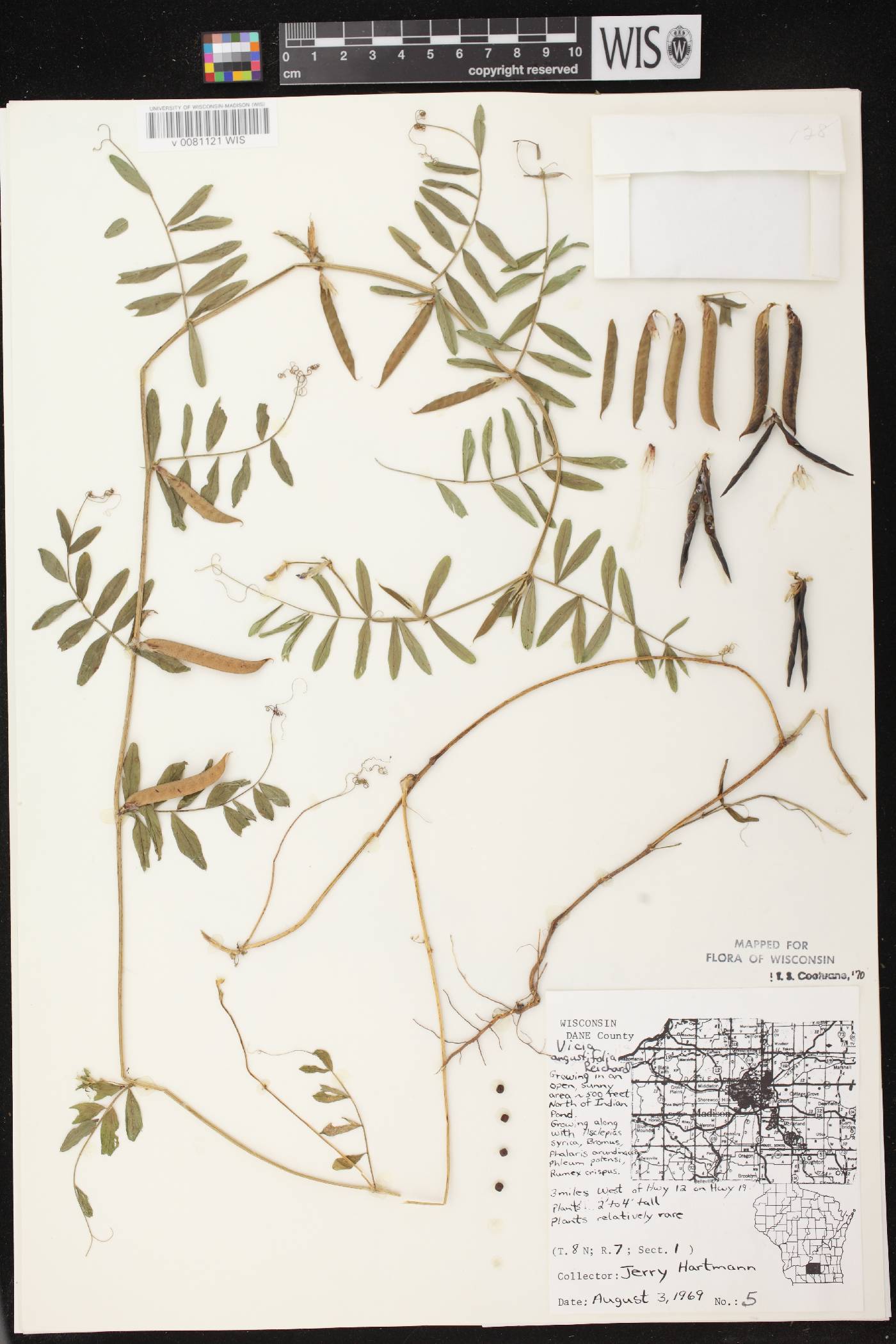 Vicia sativa subsp. nigra image