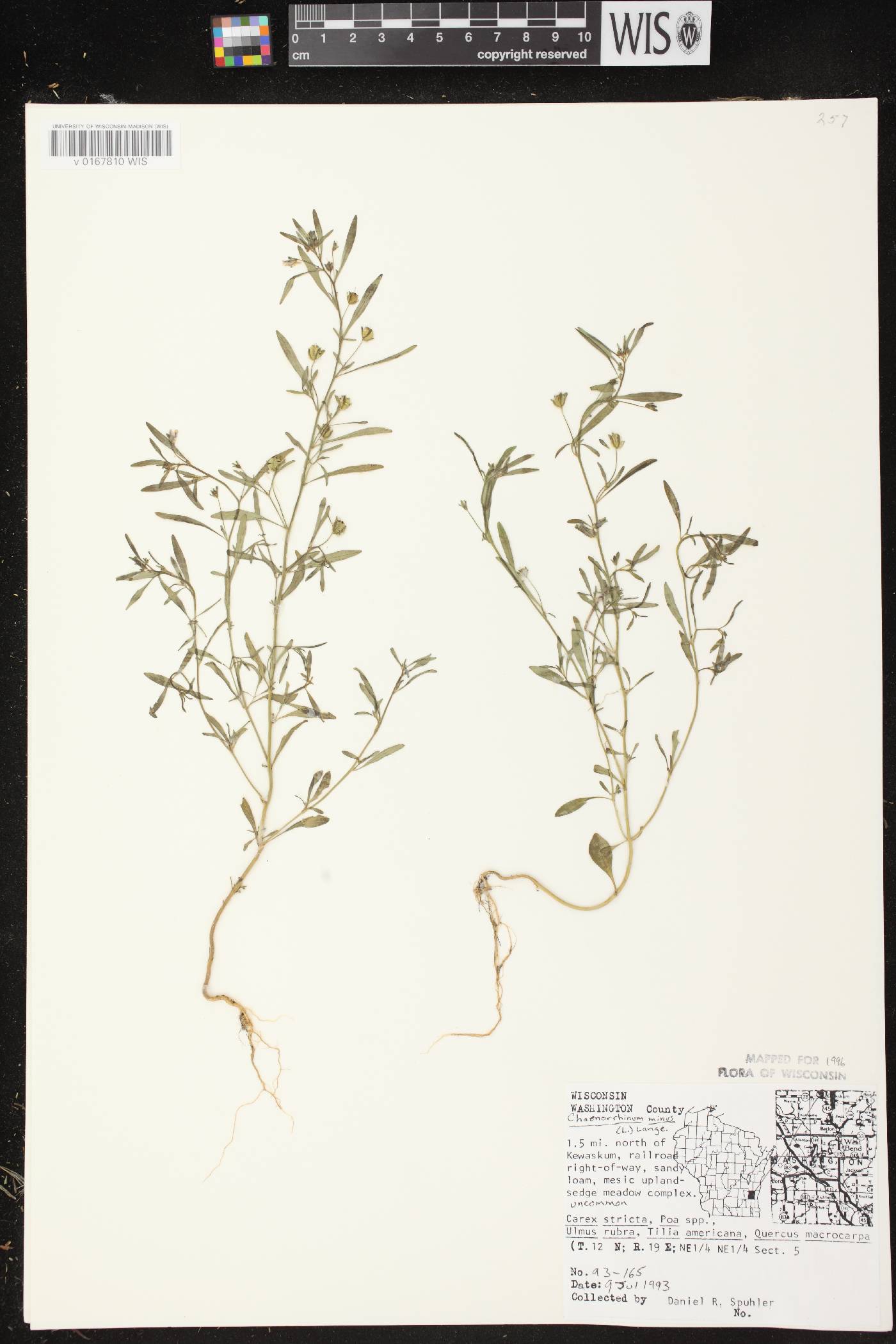 Chaenorhinum minus image