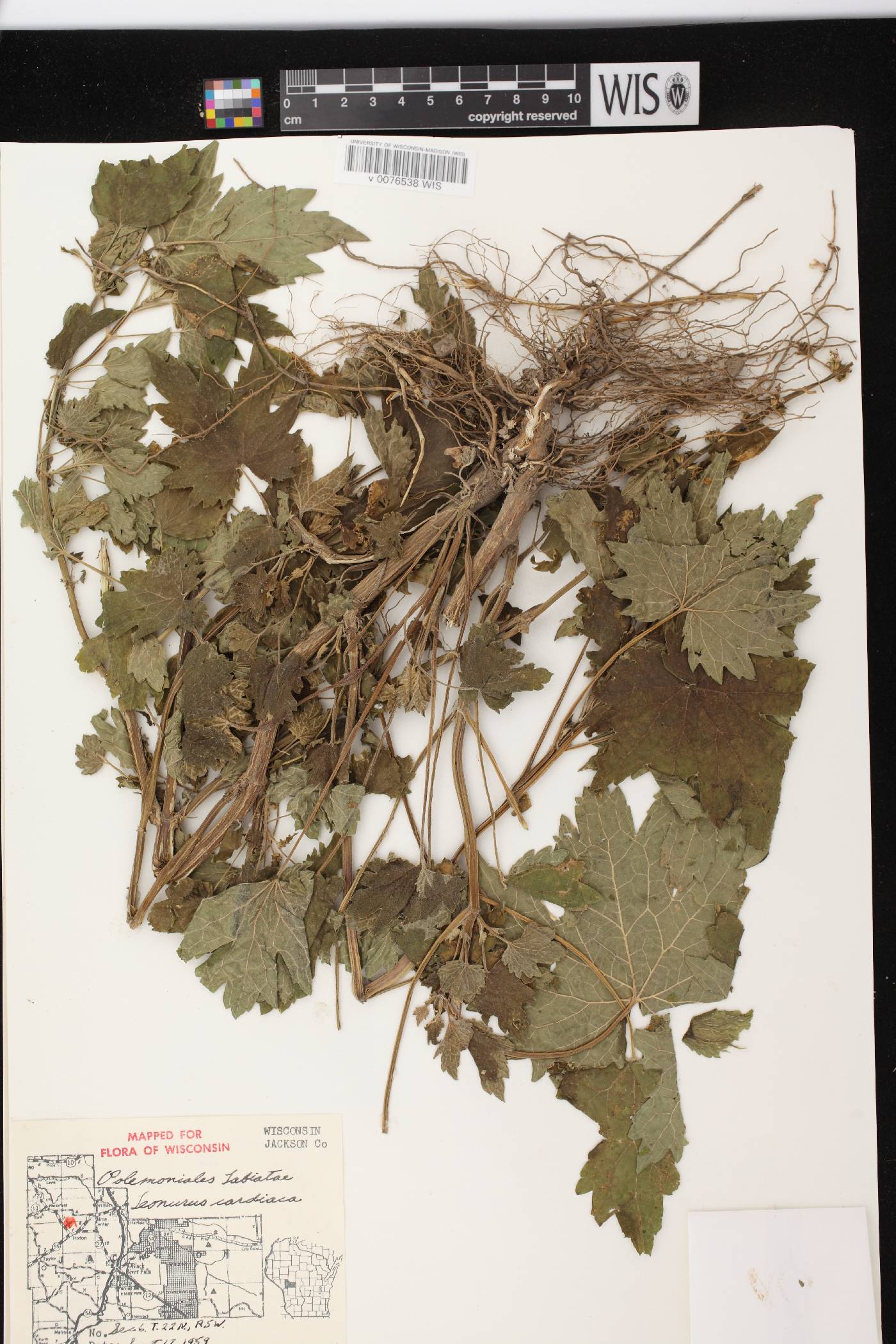 Leonurus cardiaca image