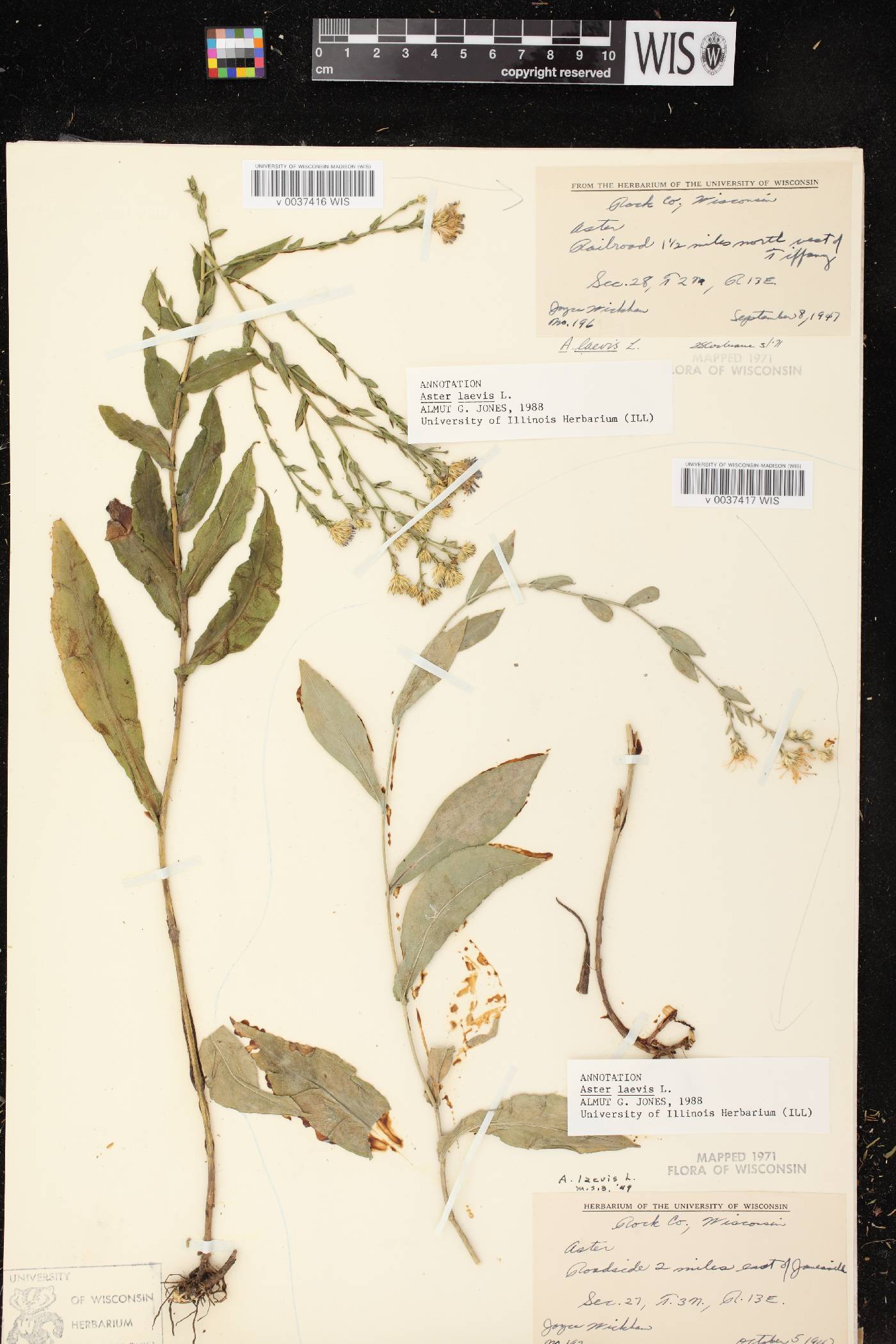 Symphyotrichum laeve image