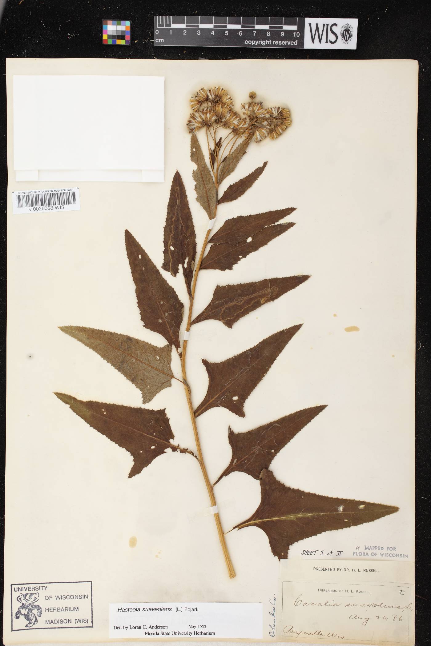 Hasteola suaveolens image