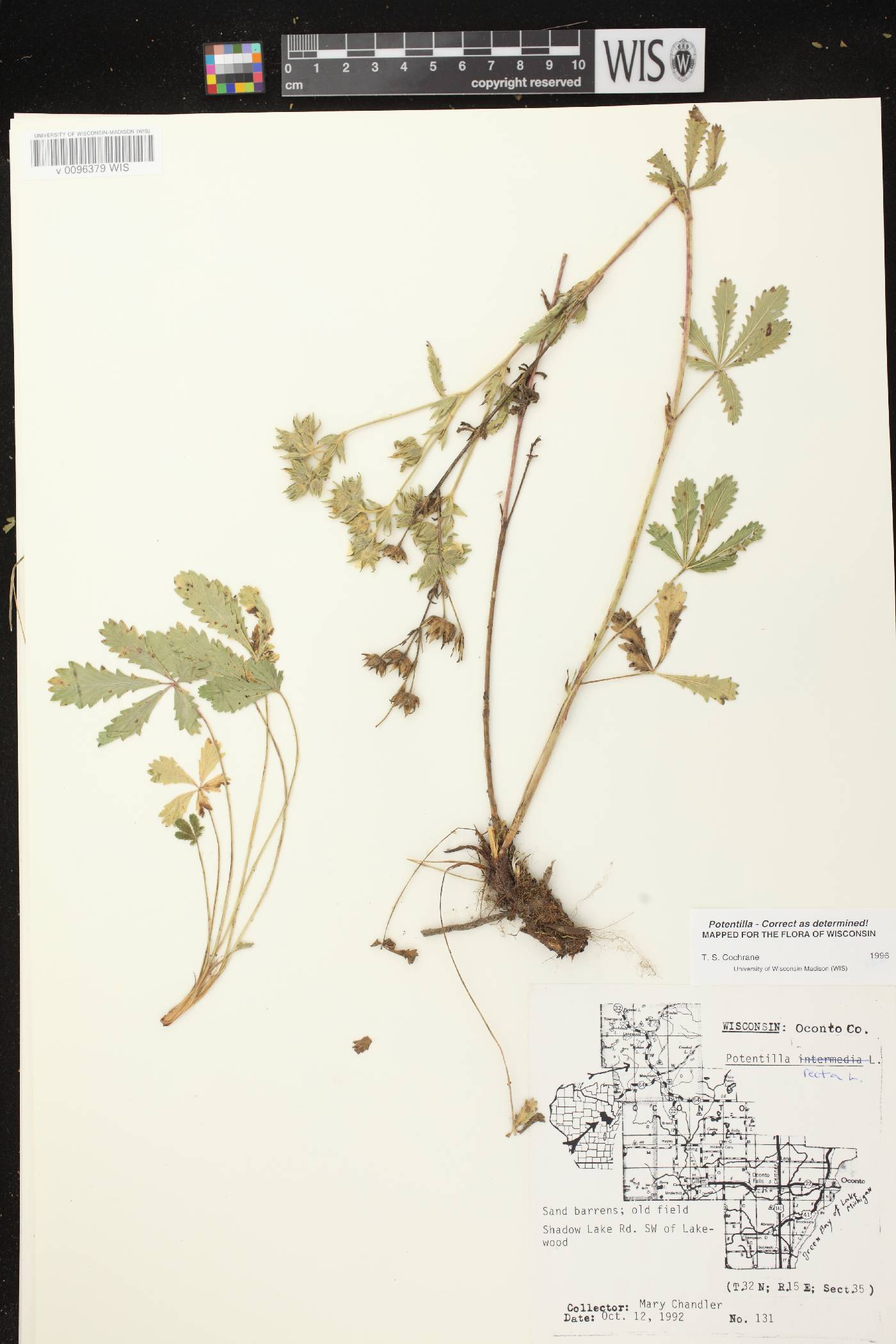 Potentilla recta image