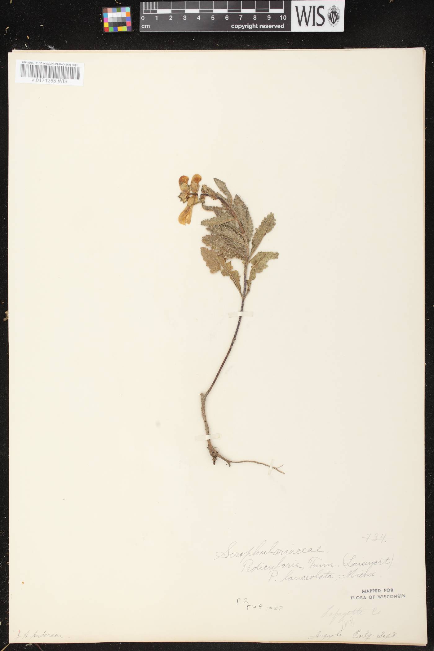Pedicularis lanceolata image