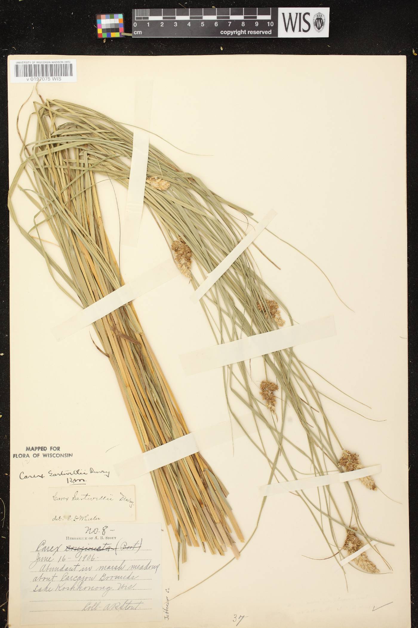 Carex sartwellii image