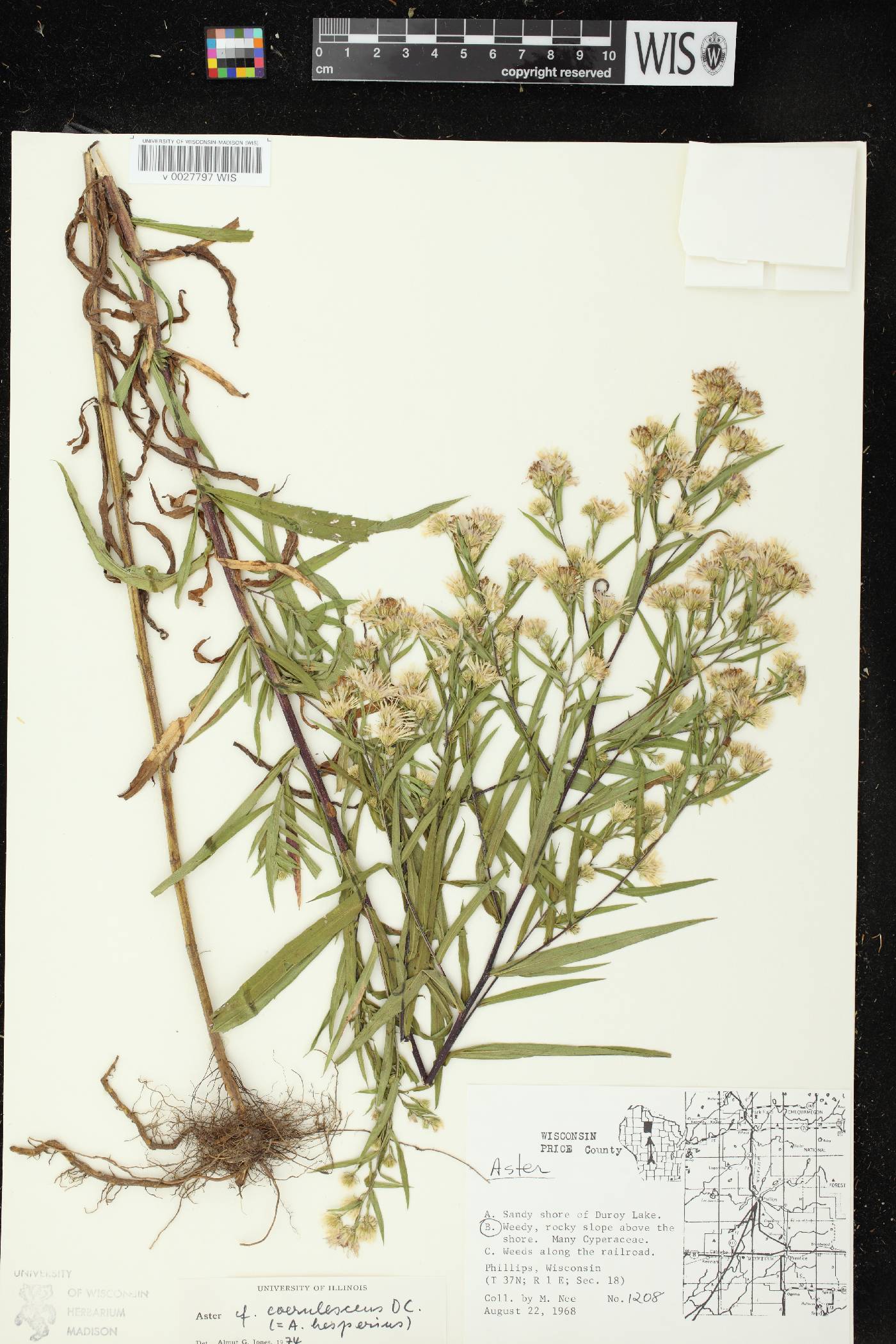Symphyotrichum praealtum image