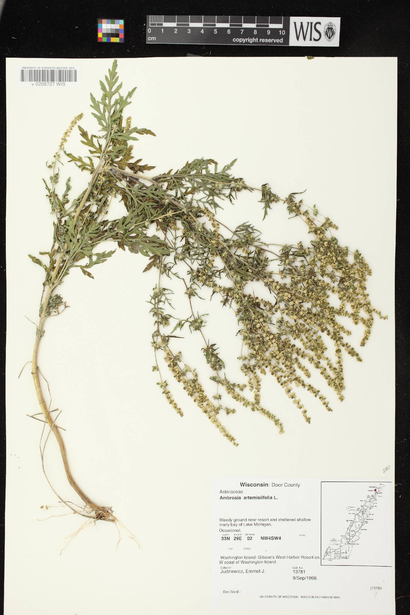 Ambrosia artemisiifolia image
