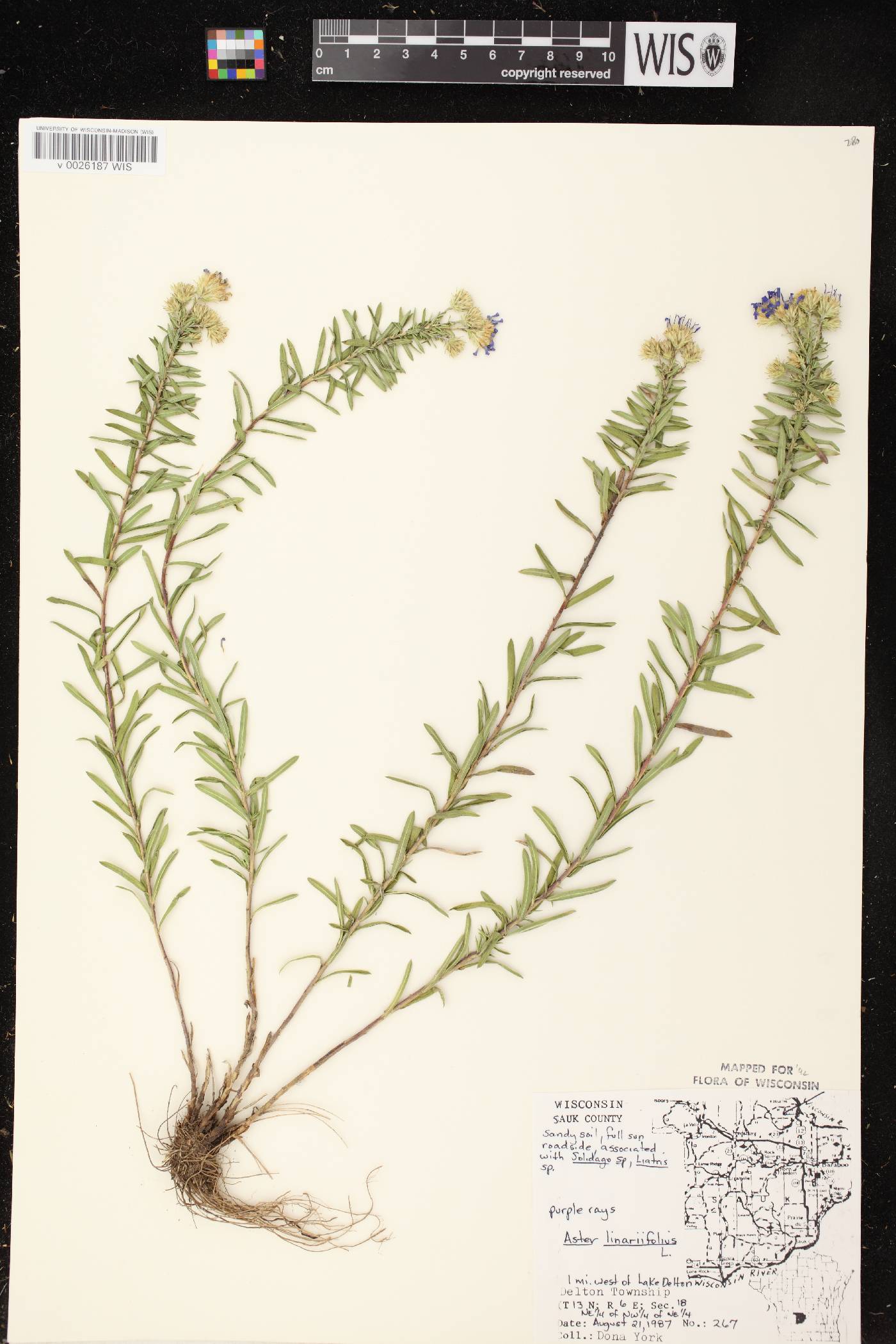Ionactis linariifolia image
