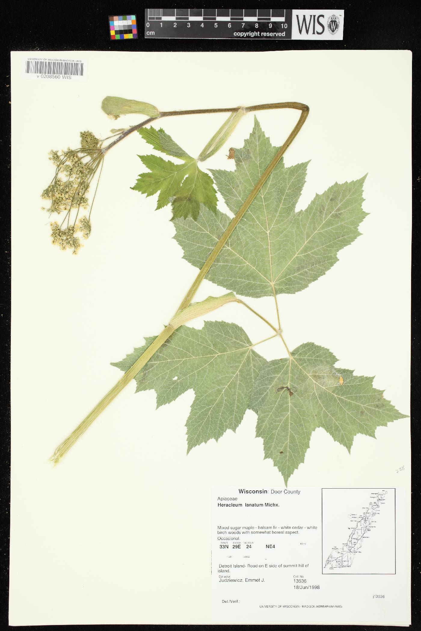 Heracleum maximum image
